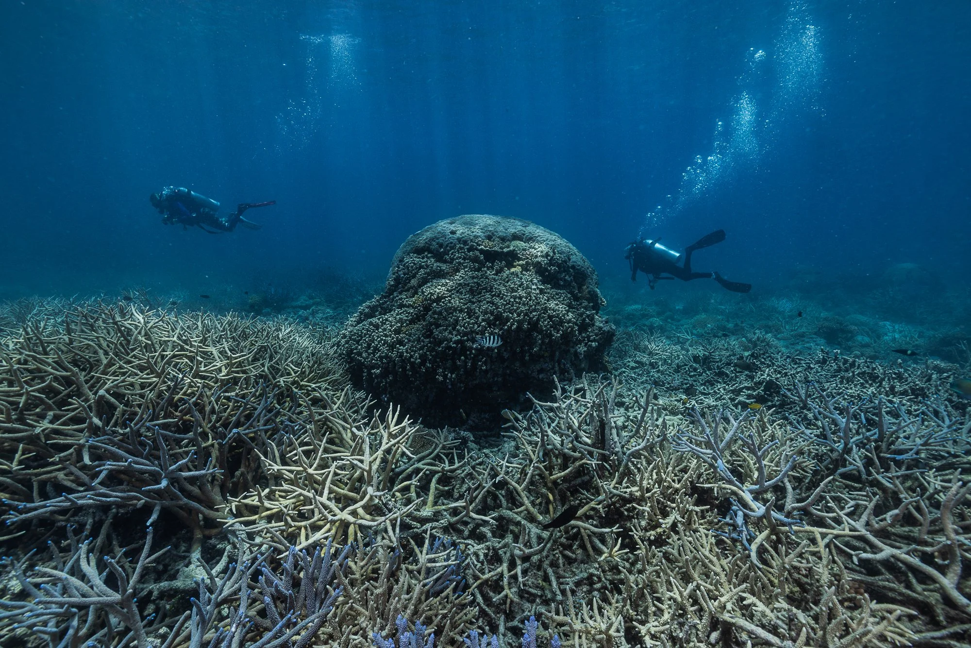 Must Credit Harriet Spark vox great barrier reef-16658.jpg