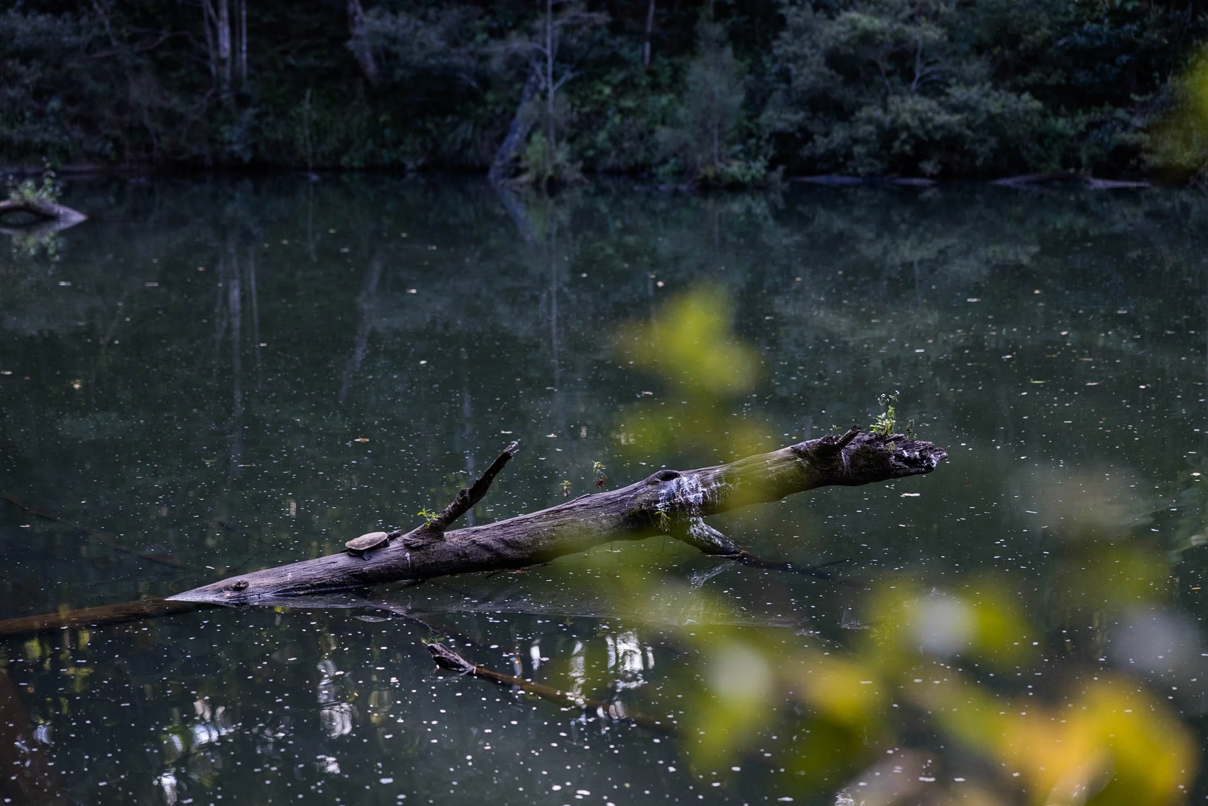 Eungella National Park | Australia Conservation Foundation | Stills | 4+ Stars-30.jpg