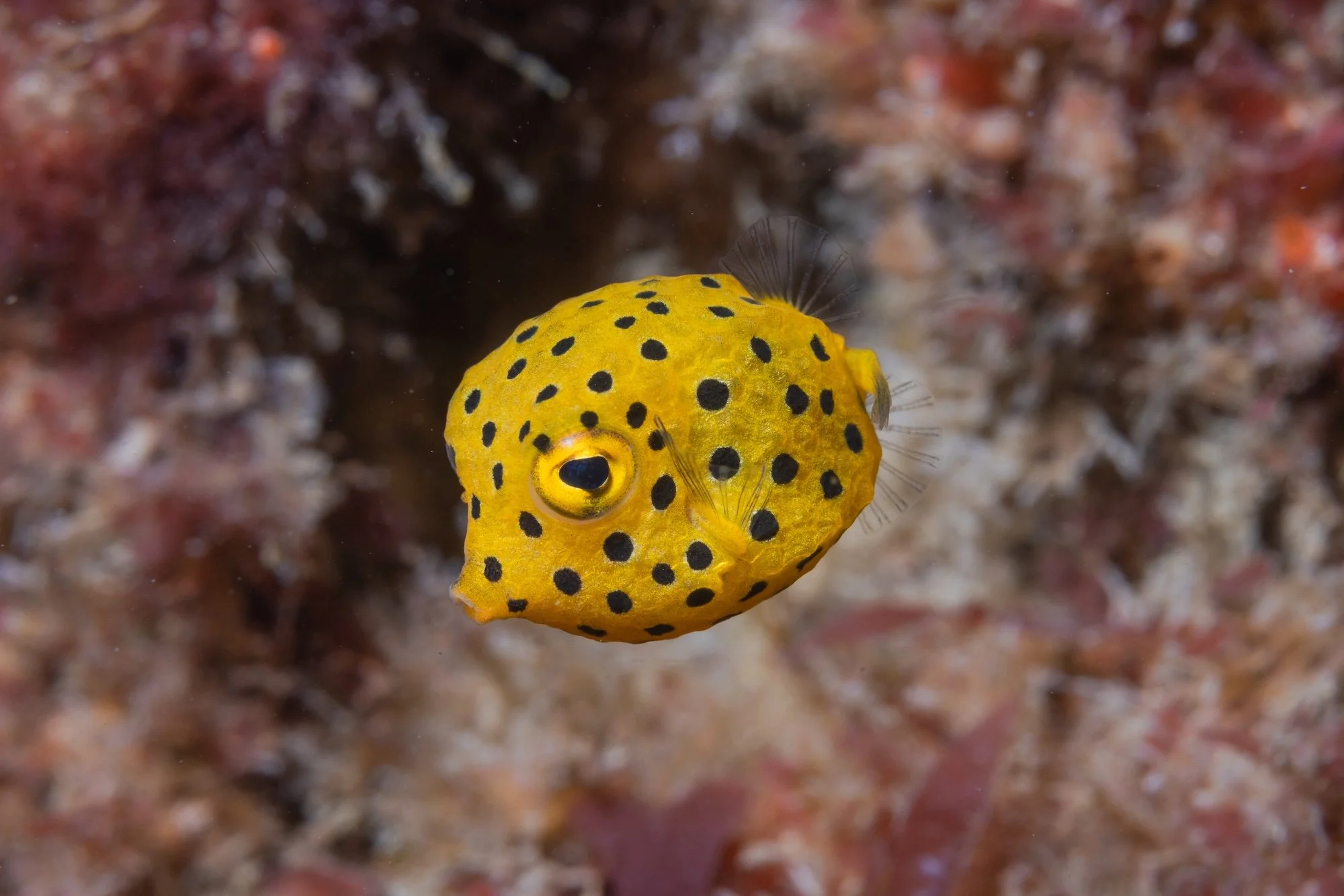 PORT STEPHENS_FLY POINT_LOW RES_HARRIET SPARK-6990.jpg