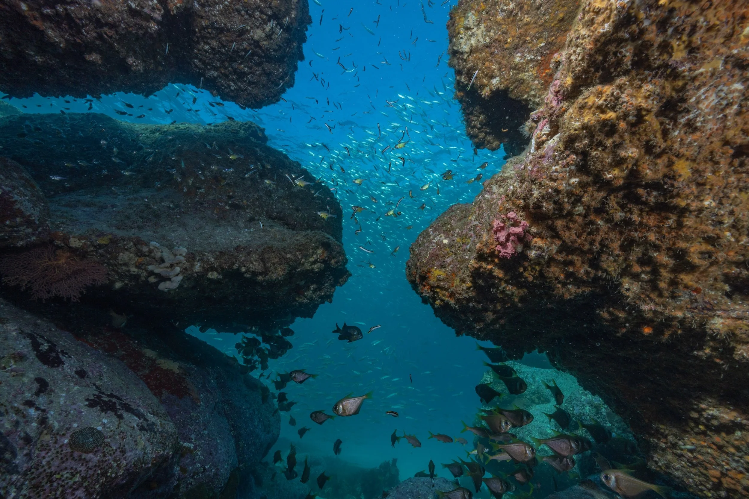 10MAY2026_JERVIS BAY_BOWEN ISLAND_HARRIET SPARK-5595.jpg