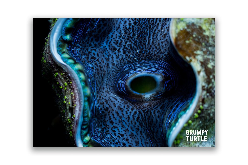 FineArtPrints_GreatBarrierReef_UnderwaterPhotography_GrumpyTurtleCreative-44.jpg