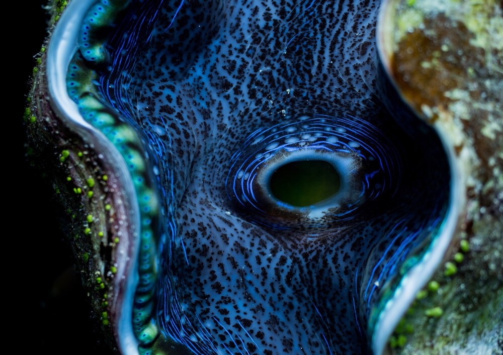 FineArtPrints_GreatBarrierReef_UnderwaterPhotography_GrumpyTurtleCreative-3.jpg