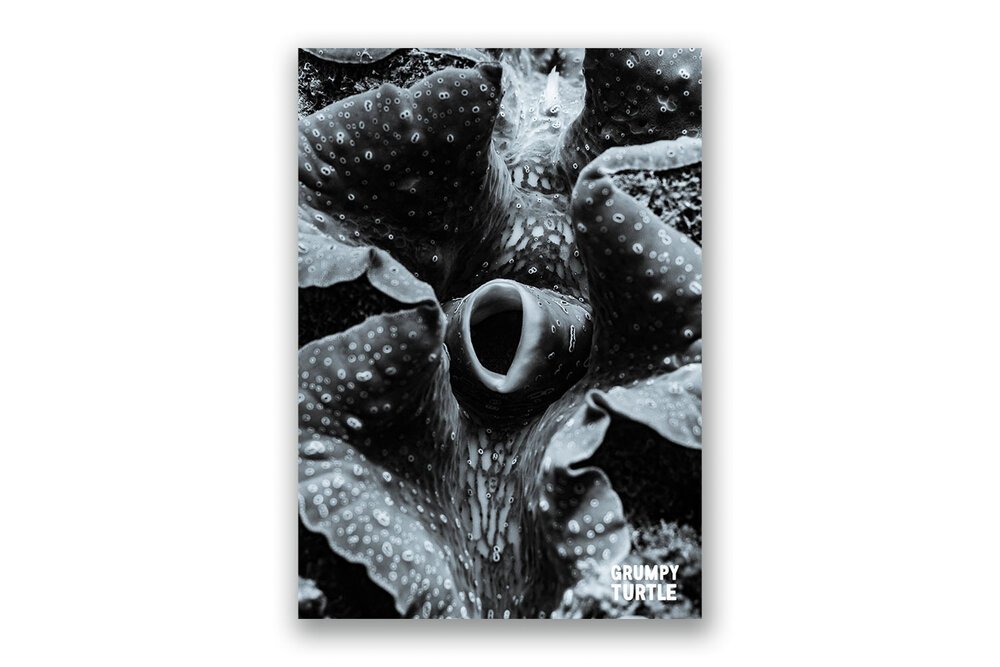 FineArtPrints_GreatBarrierReef_UnderwaterPhotography_GrumpyTurtleCreative-41.jpg