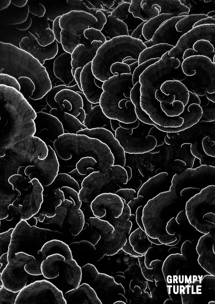 'Lettuce Coral'