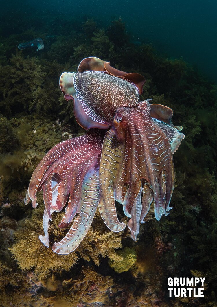 FineArtPrints_GreatBarrierReef_UnderwaterPhotography_GrumpyTurtleCreative-18.jpg