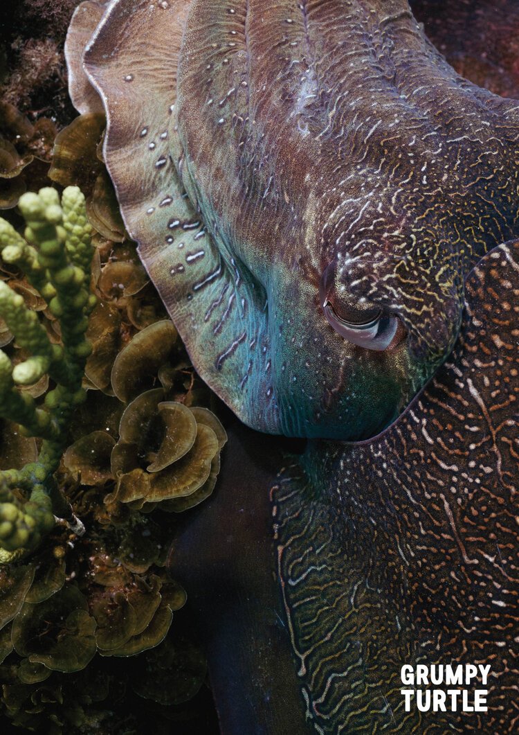 FineArtPrints_GreatBarrierReef_UnderwaterPhotography_GrumpyTurtleCreative-23.jpg