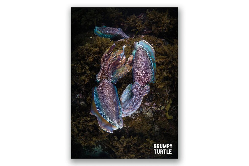 FineArtPrints_GreatBarrierReef_UnderwaterPhotography_GrumpyTurtleCreative-26.jpg