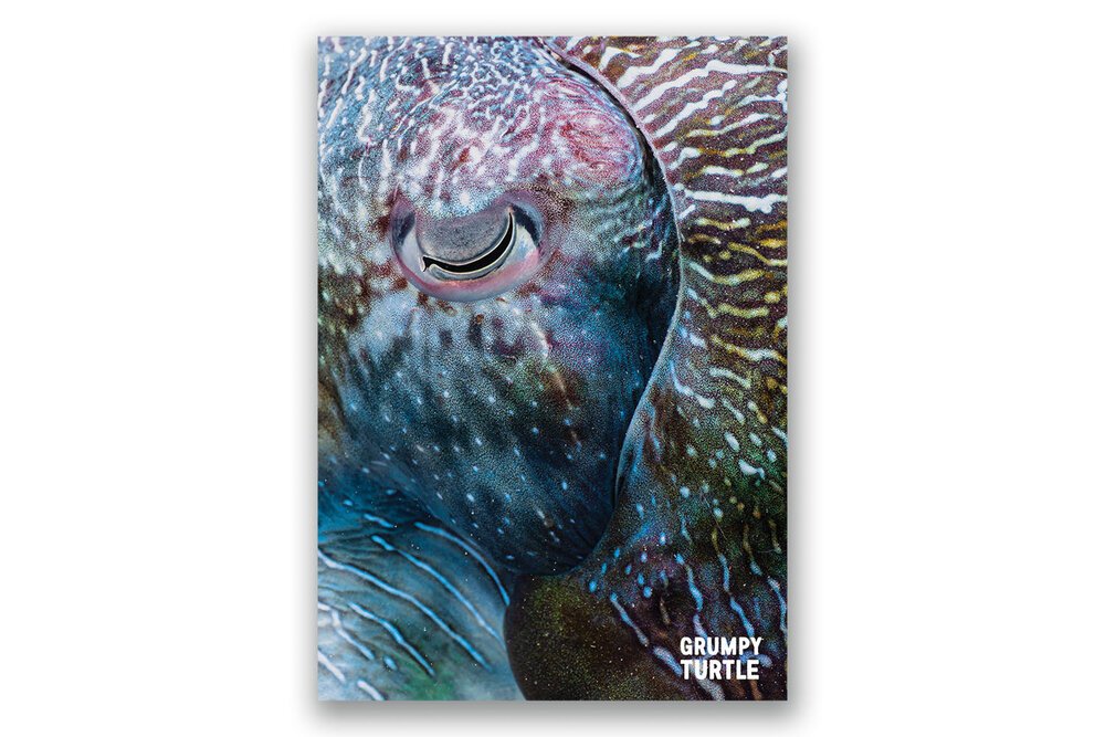 FineArtPrints_GreatBarrierReef_UnderwaterPhotography_GrumpyTurtleCreative-30.jpg