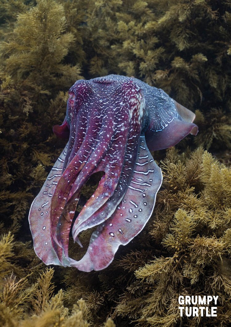 'Bowie'