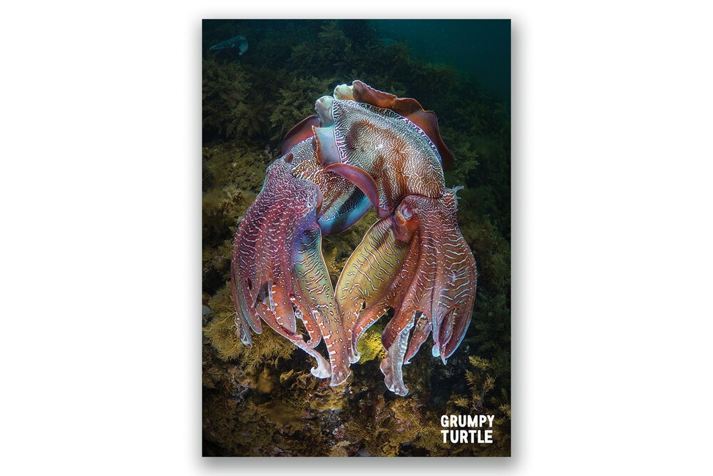 FineArtPrints_GreatBarrierReef_UnderwaterPhotography_GrumpyTurtleCreative-27.jpg