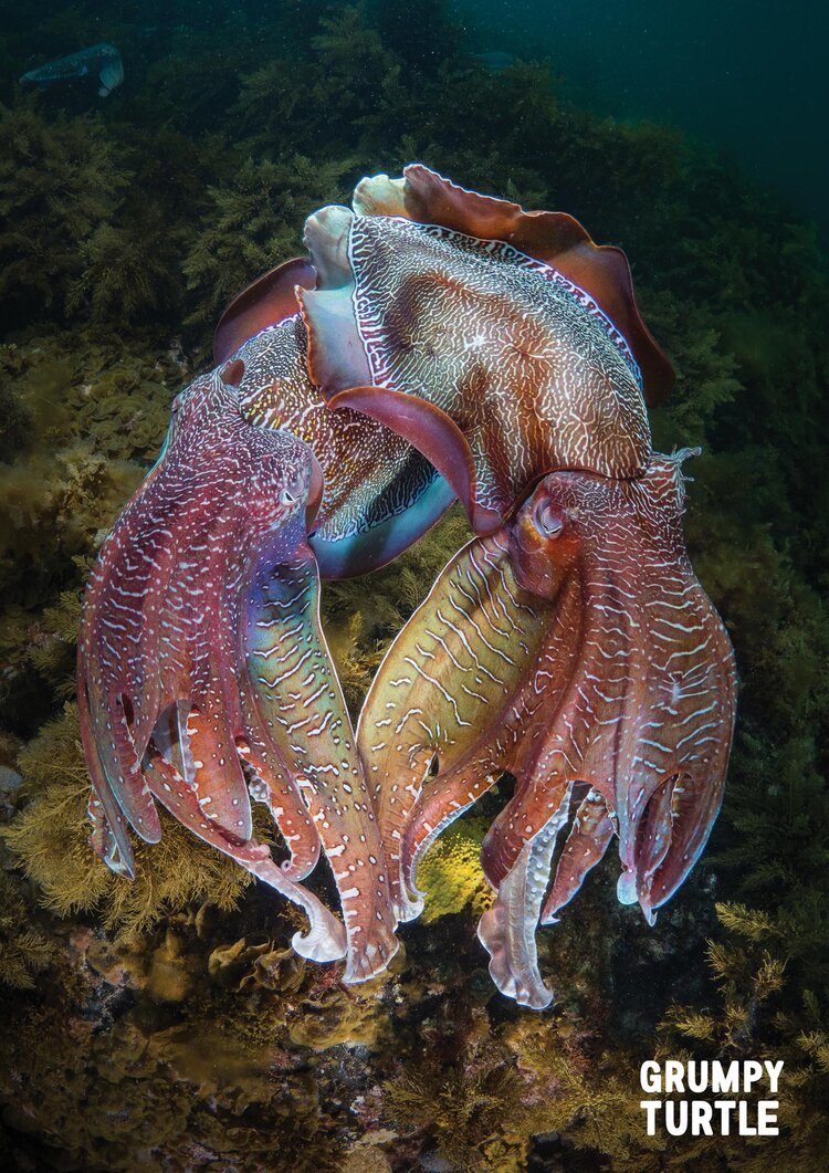 'Lovers #2'