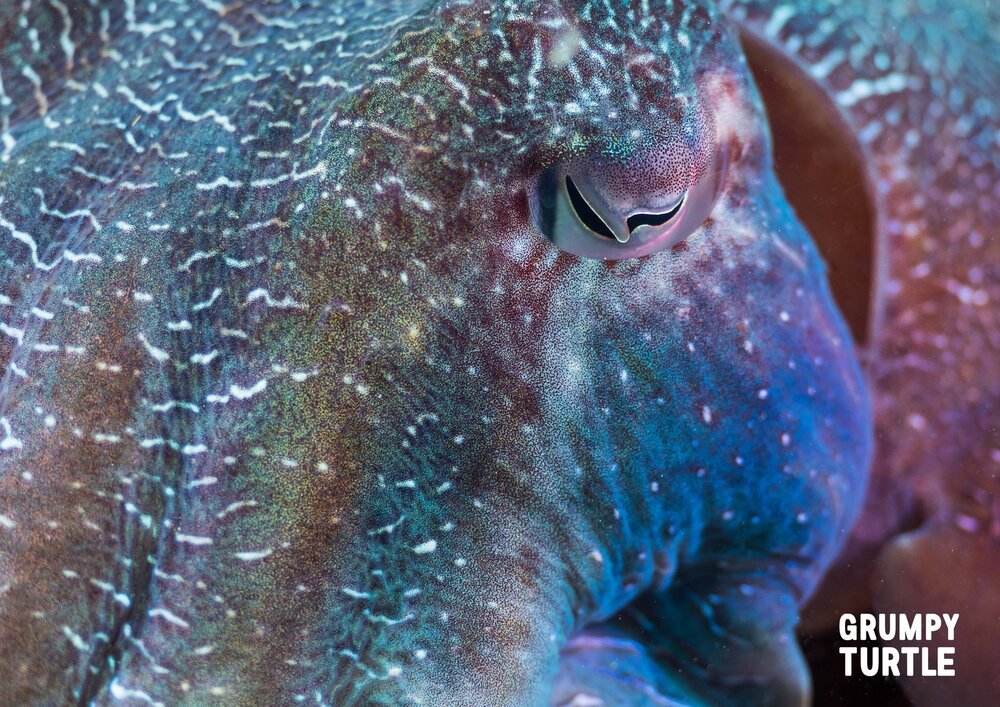 FineArtPrints_GreatBarrierReef_UnderwaterPhotography_GrumpyTurtleCreative-16.jpg