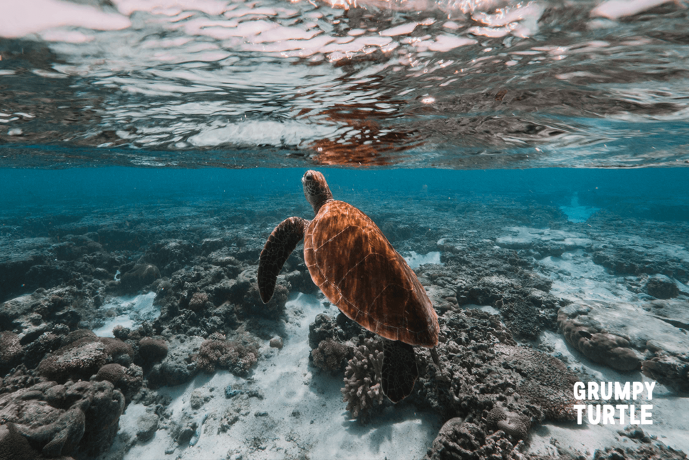 seaturtle_breathing_fineartprint.png