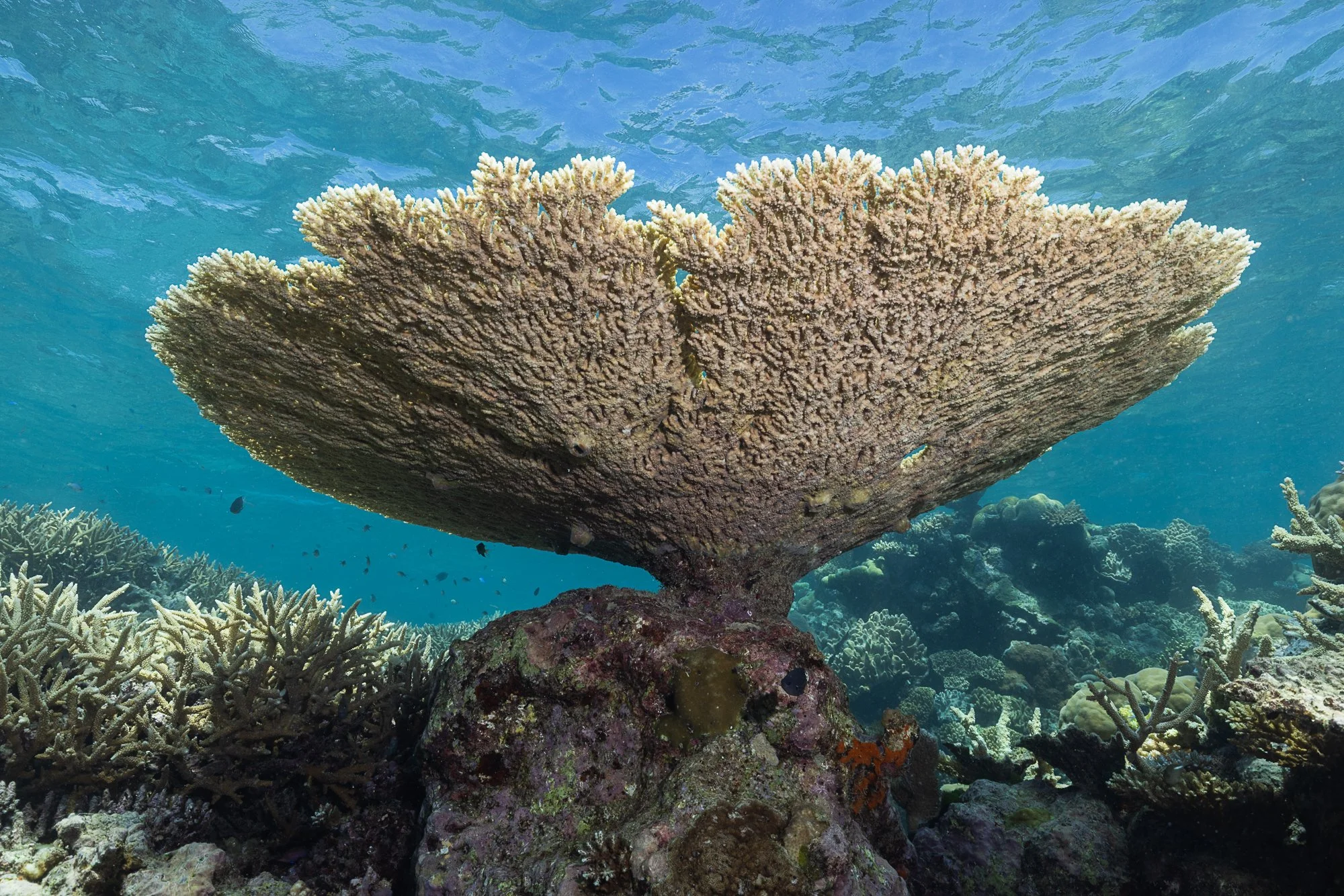 Must Credit Harriet Spark vox great barrier reef-17564.jpg