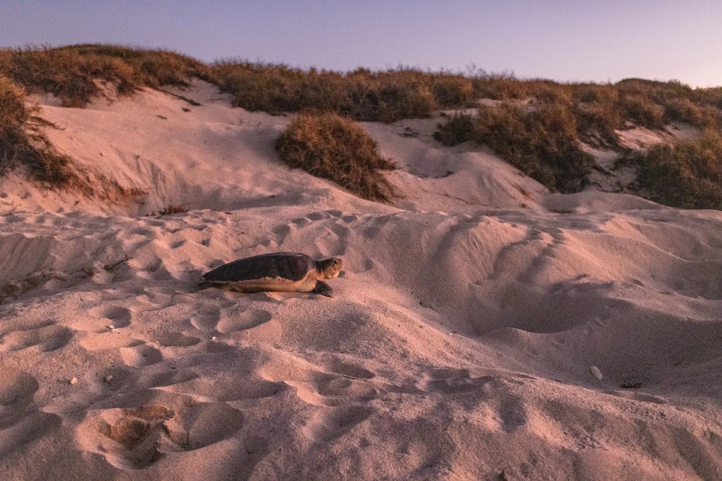 CAT25_TURTLES_FLATBACK TURTLE9.jpg