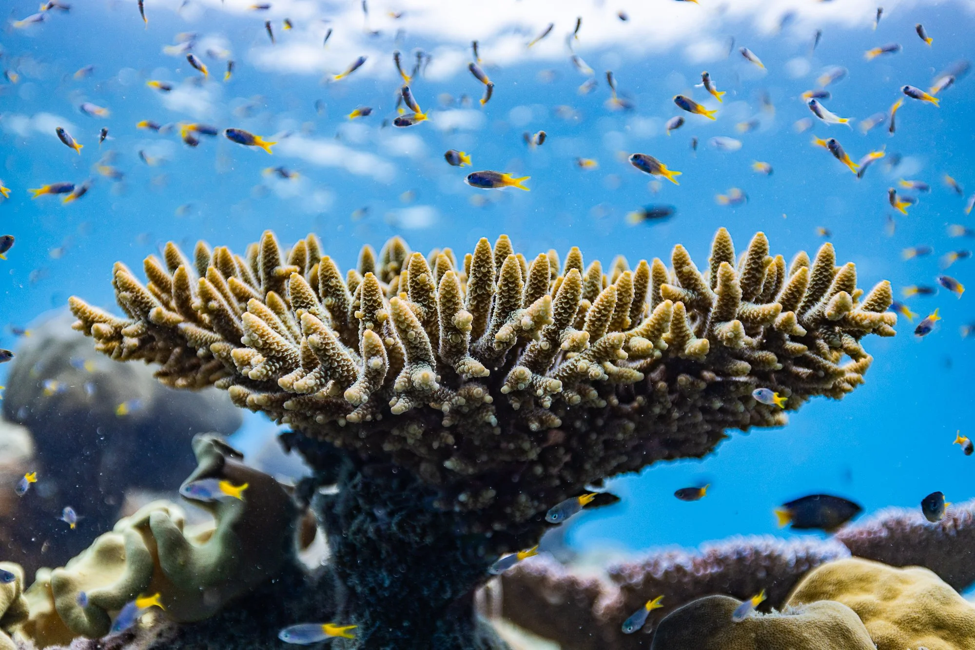 ELLISON REEF_AMCS_Must Credit Harriet Spark-3.jpg