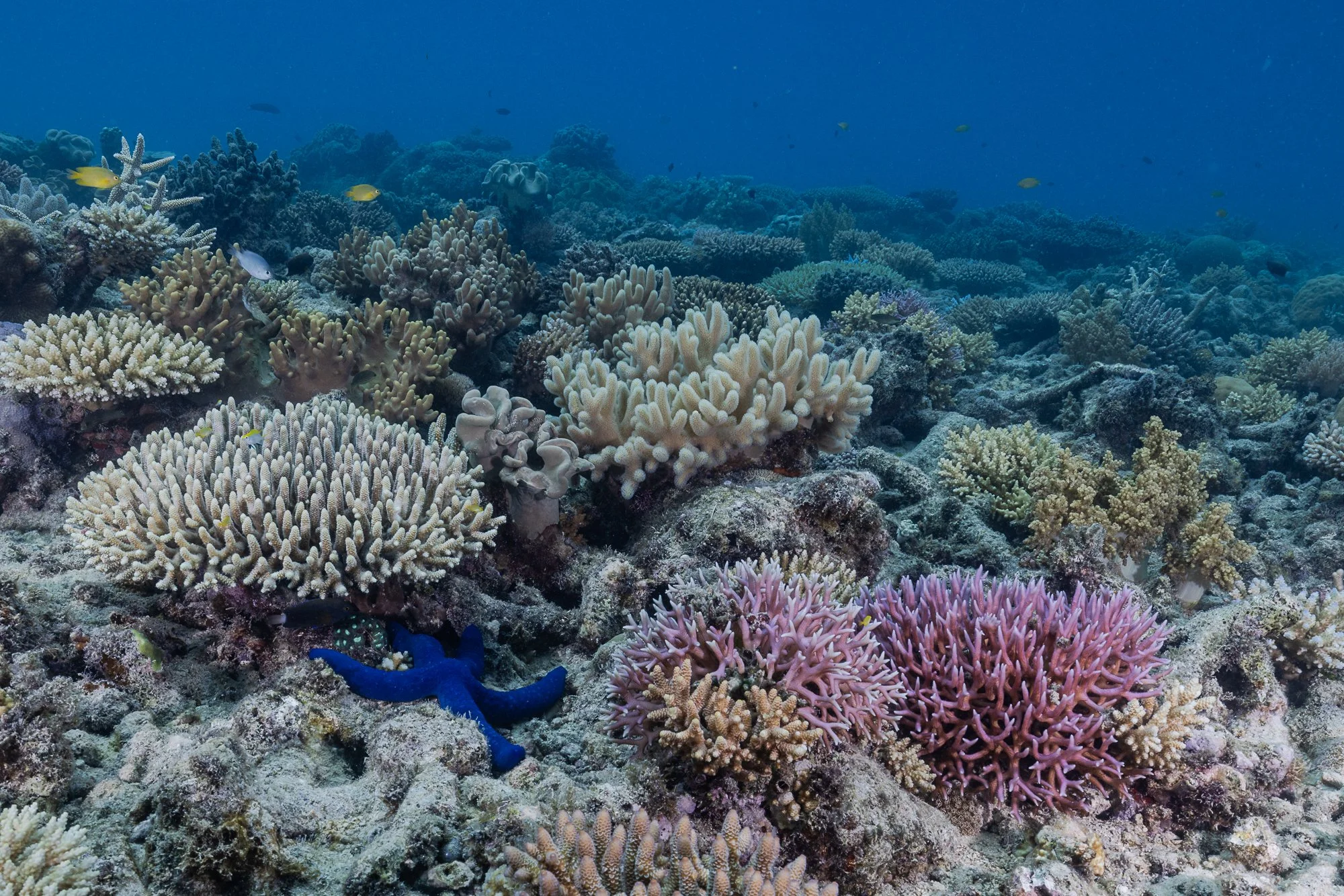 ELLISON REEF_AMCS_Must Credit Harriet Spark-30.jpg