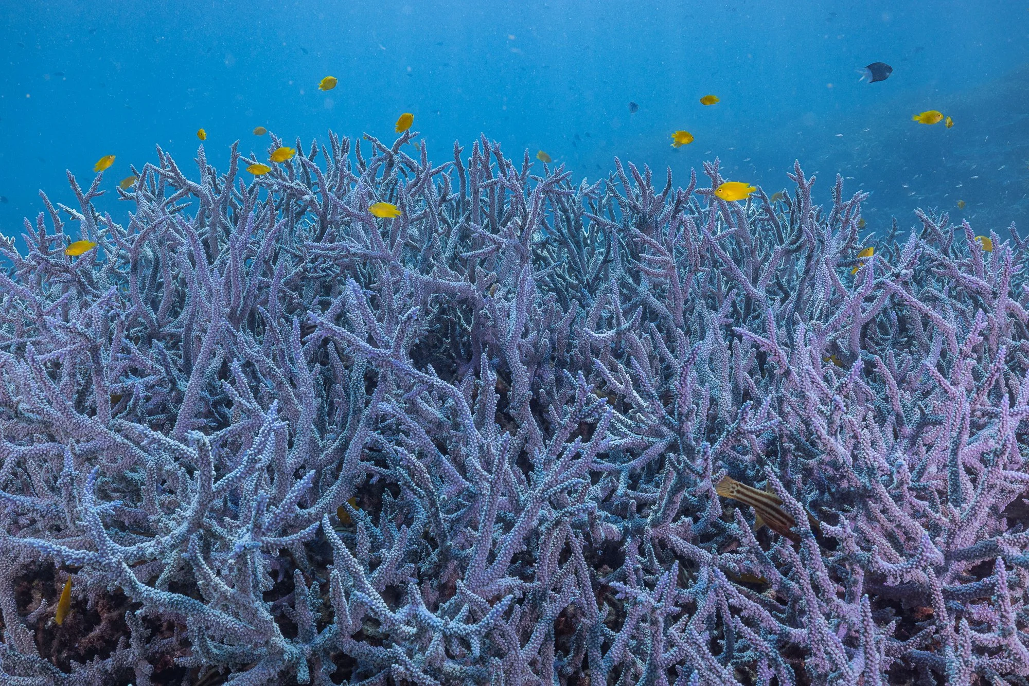 ELLISON REEF_AMCS_Must Credit Harriet Spark-54.jpg