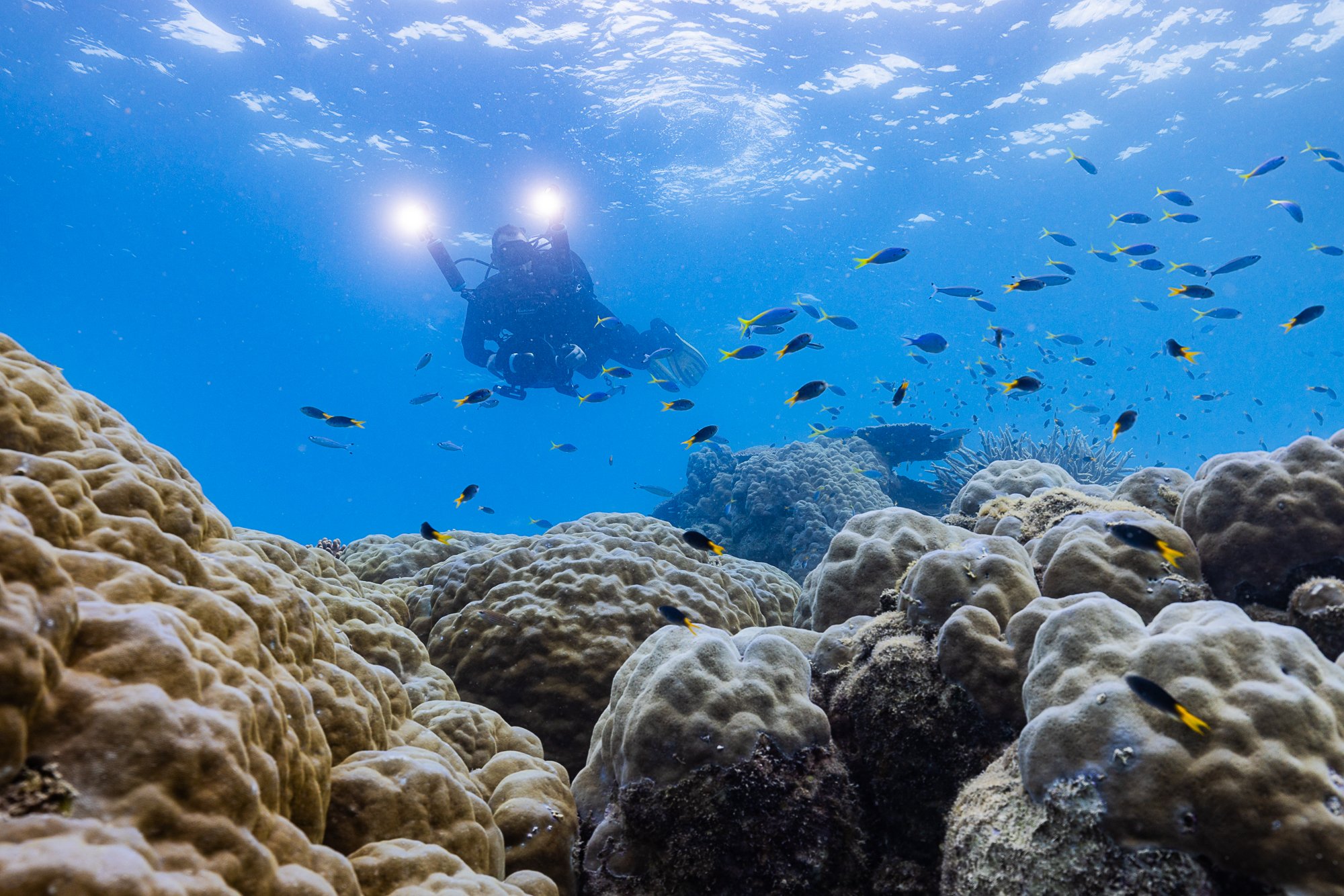 ELLISON REEF_AMCS_Must Credit Harriet Spark.jpg