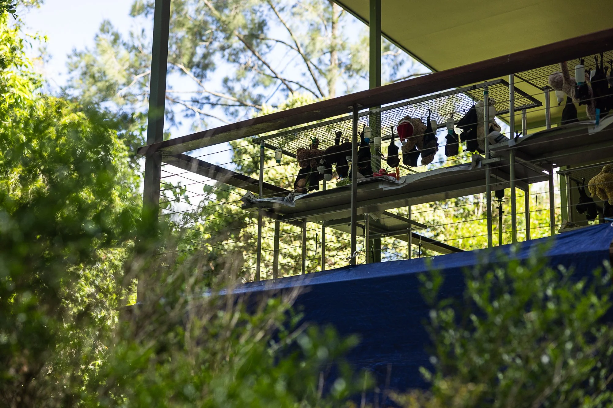 Must Credit Harriet Spark vox tolga bat hospital-16210.jpg