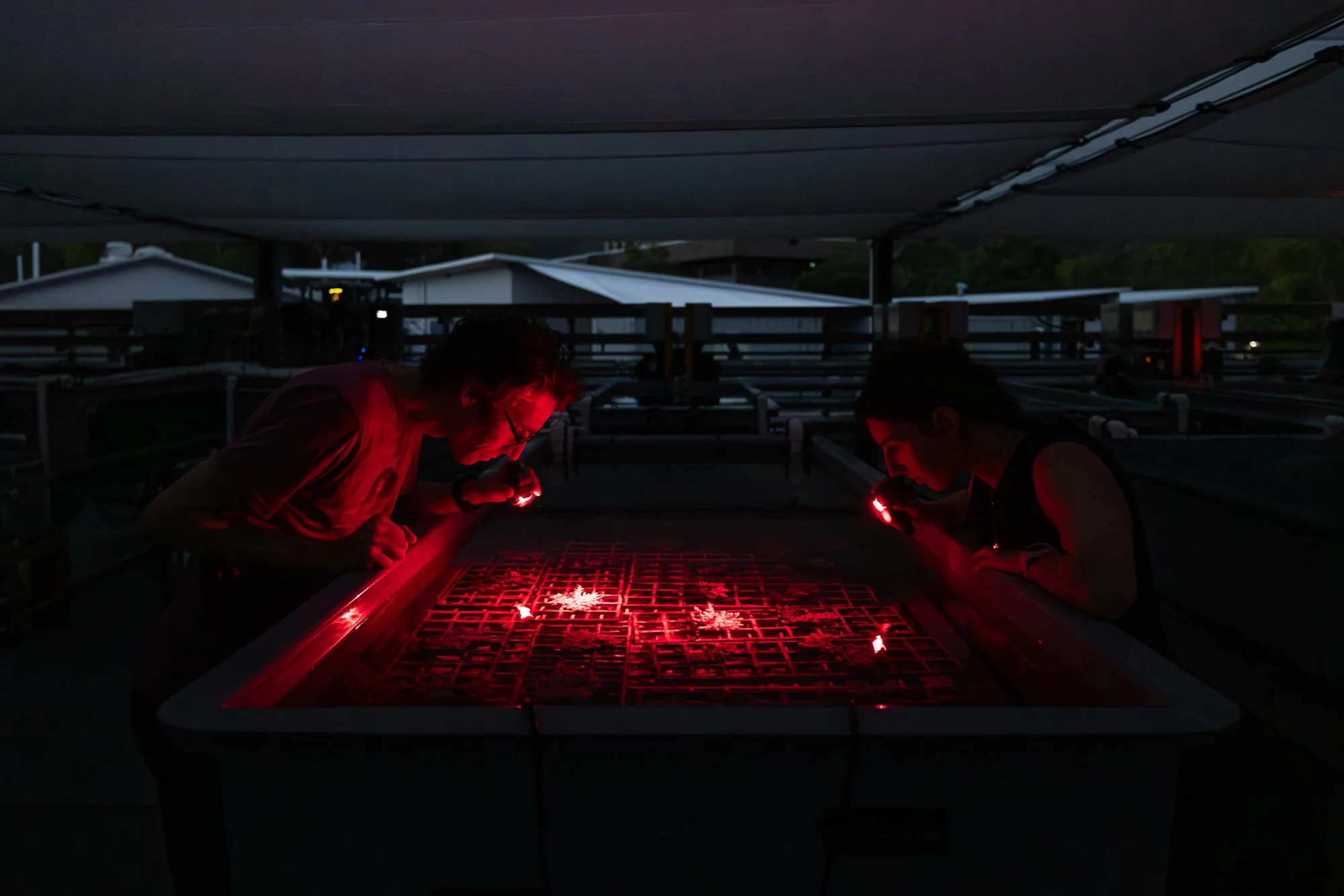 Must Credit Harriet Spark vox great barrier reef-25356.jpg