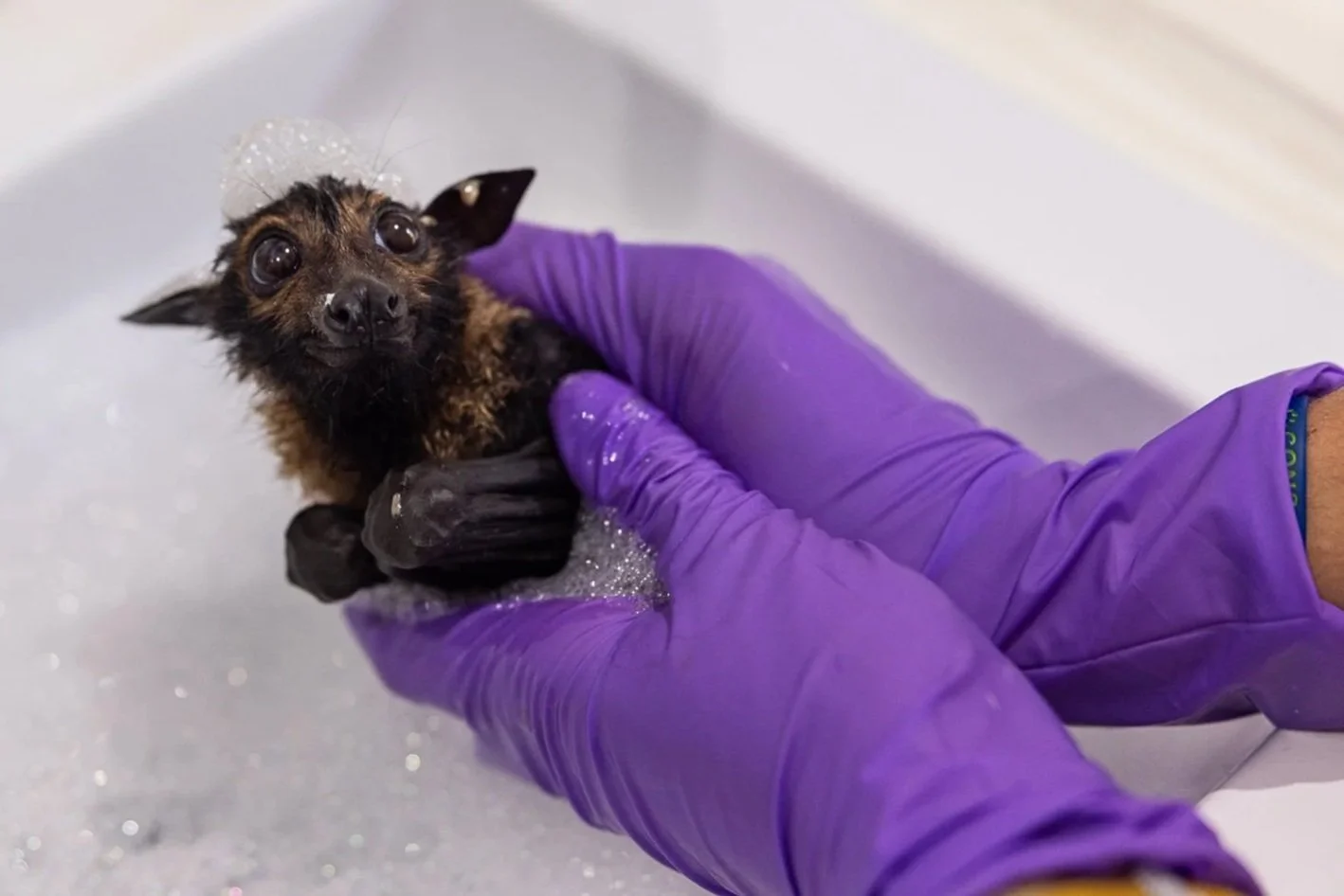 VOX: Meet the unbearably cute patients at this one-of-a-kind hospital for bats