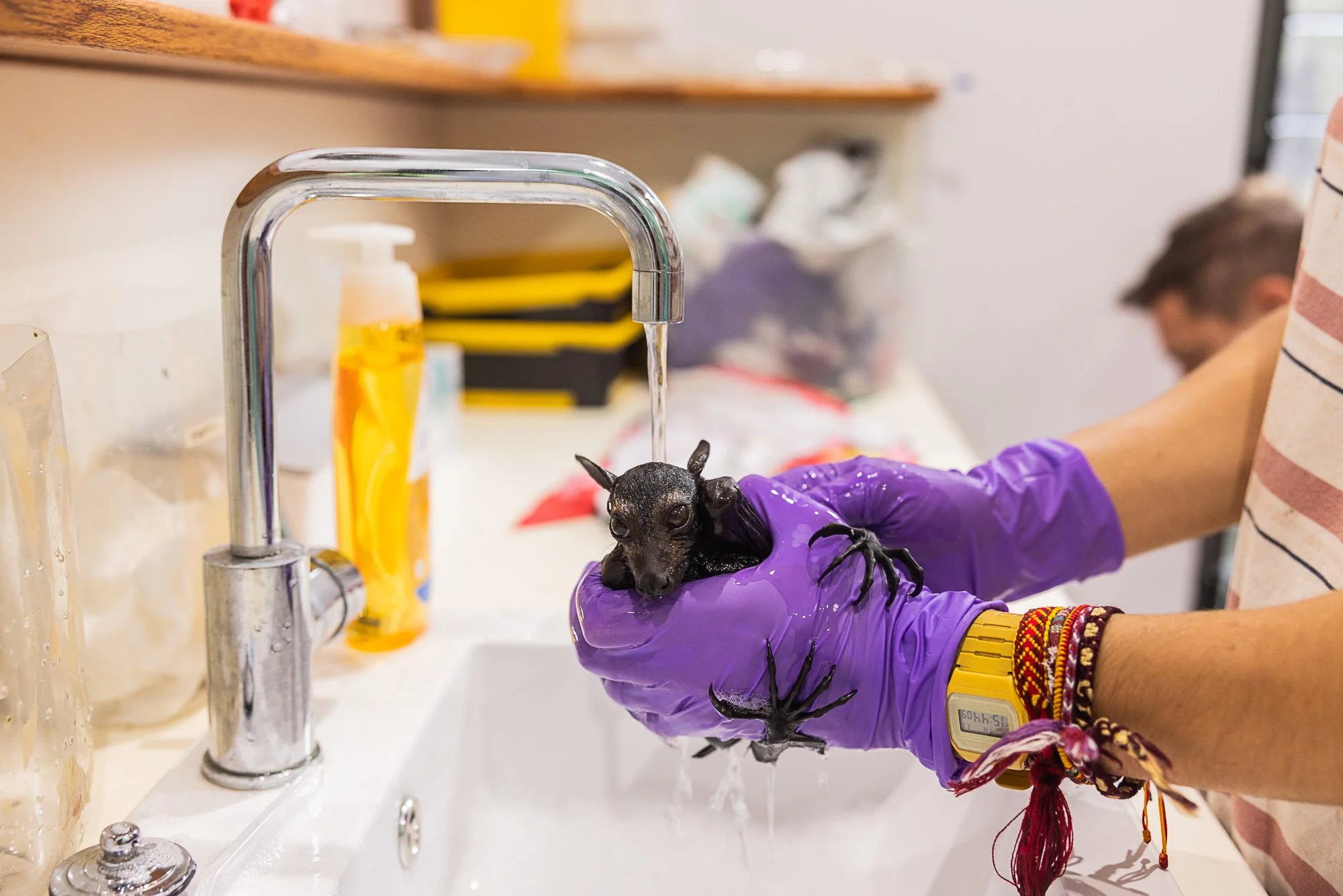 Must Credit Harriet Spark vox tolga bat hospital-16181.jpg