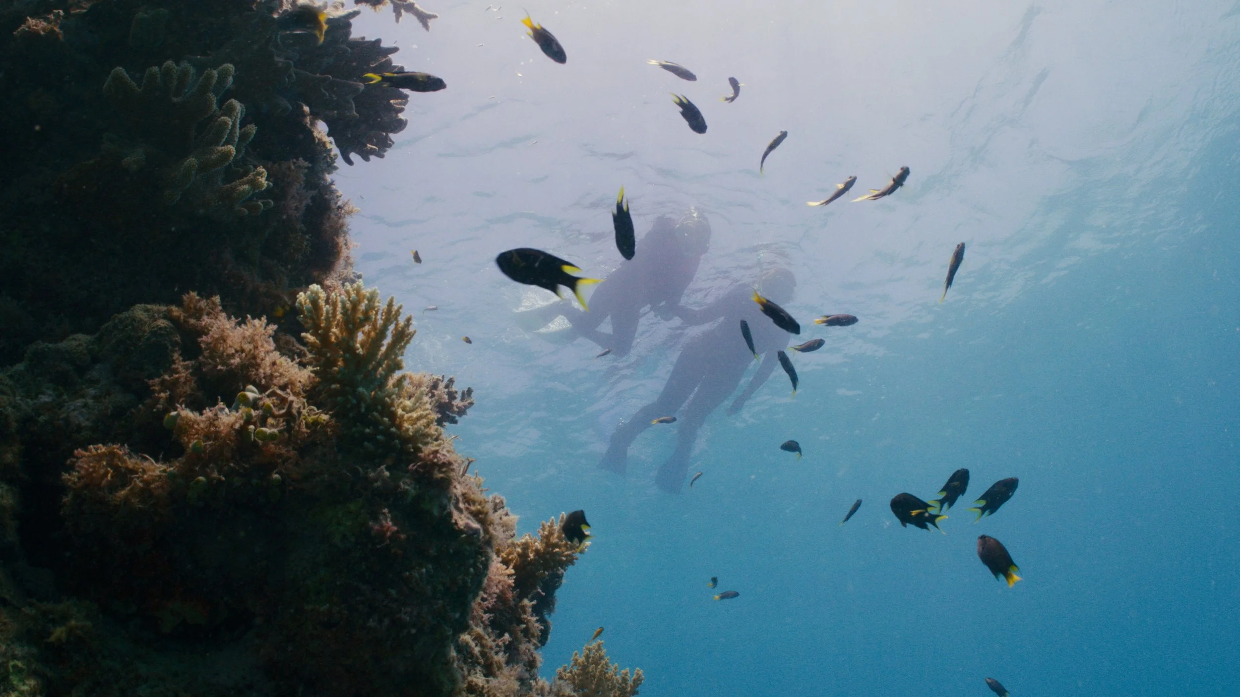 Ellison: The Reef that Saved them All | AMCS
