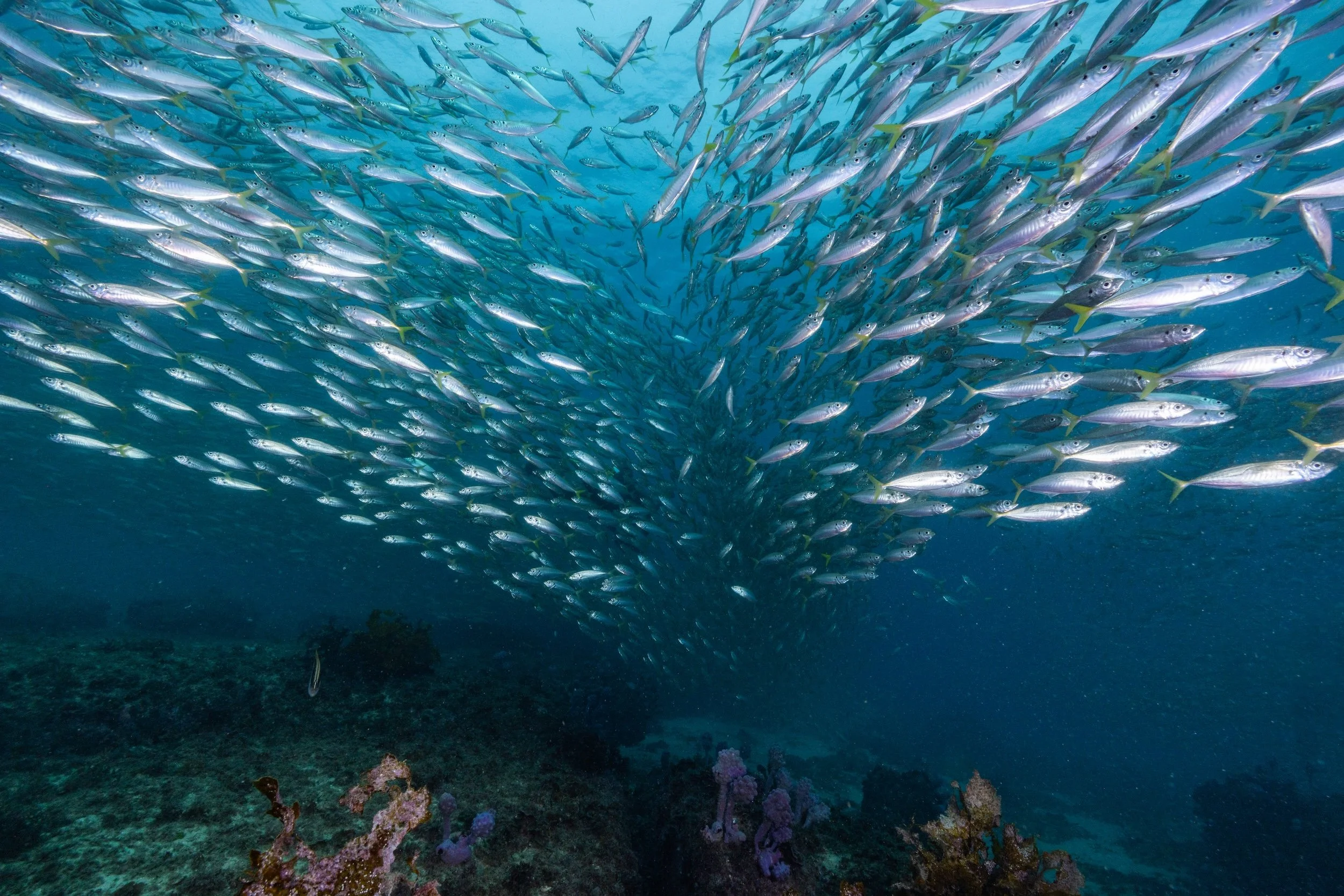 12MAY2026_JERVIS BAY_BOWENISLAND_HARRIET SPARK-6385.jpg
