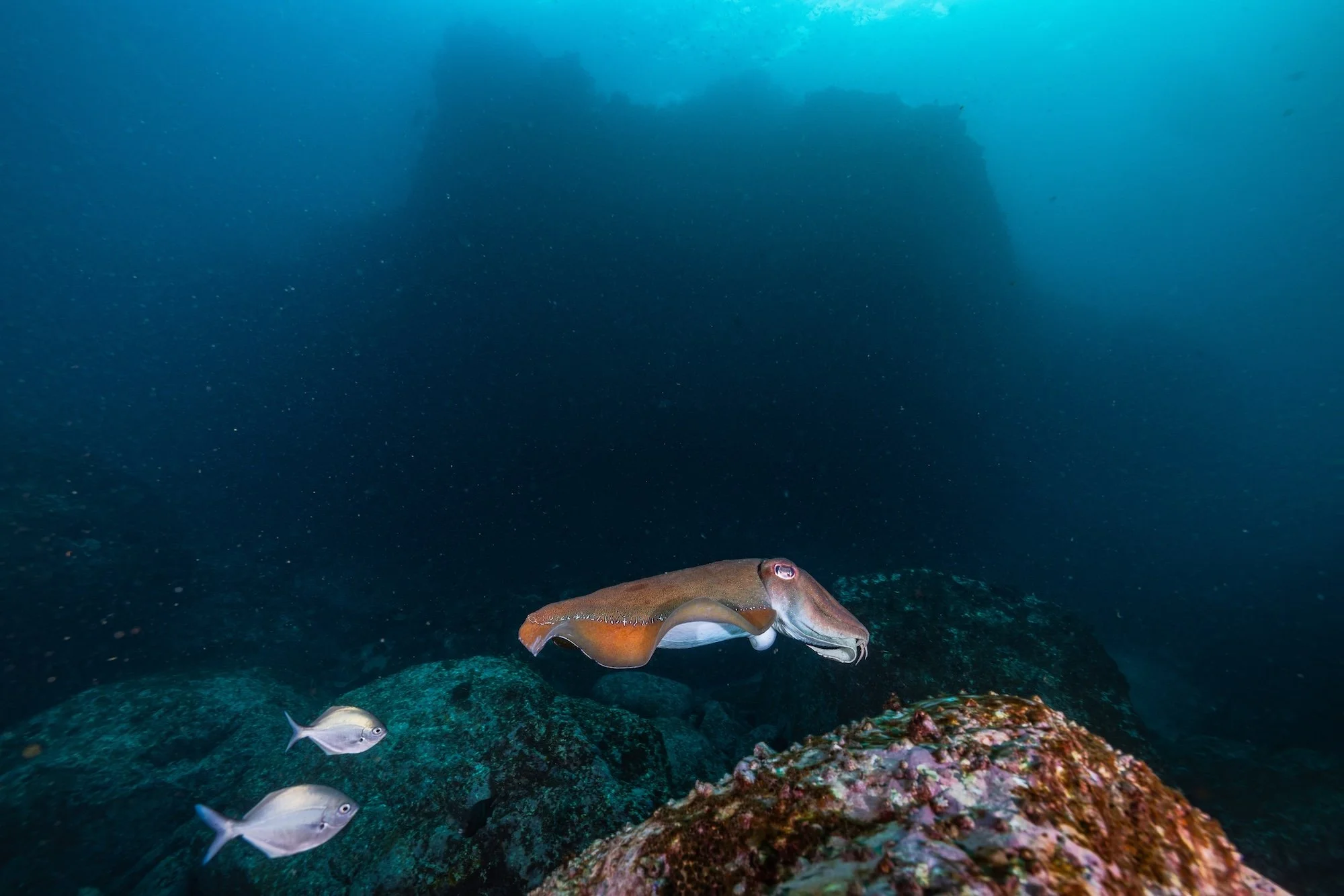 PORT STEPHENS_BROUGHTON ISLAND_LOW RES_HARRIET SPARK-6830.jpg