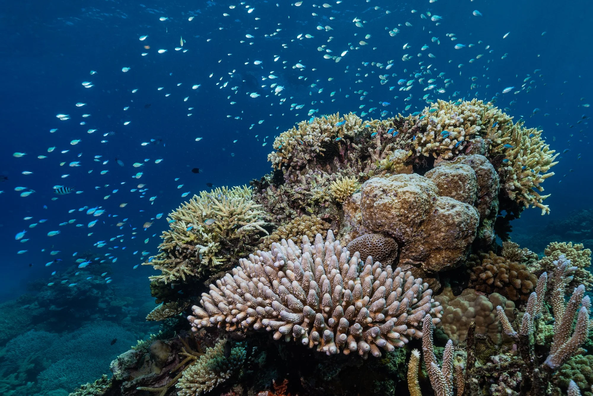 Must Credit Harriet Spark vox great barrier reef-17227.jpg