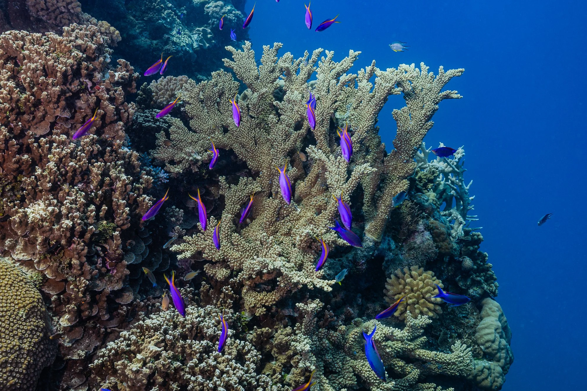 Must Credit Harriet Spark vox great barrier reef-16510.jpg