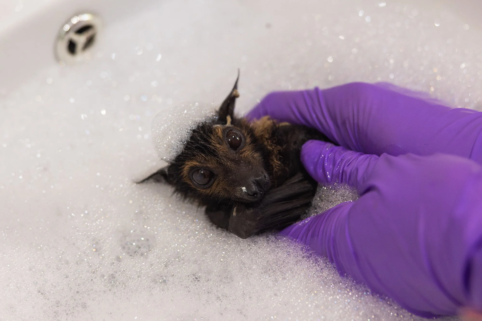 Must Credit Harriet Spark vox tolga bat hospital-16118.jpg