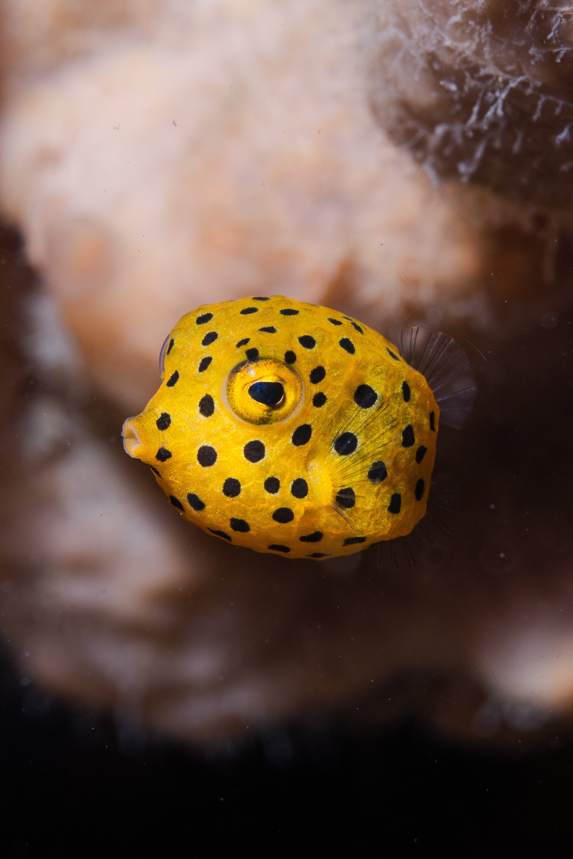 PORT STEPHENS_FLY POINT_LOW RES_HARRIET SPARK-6997.jpg