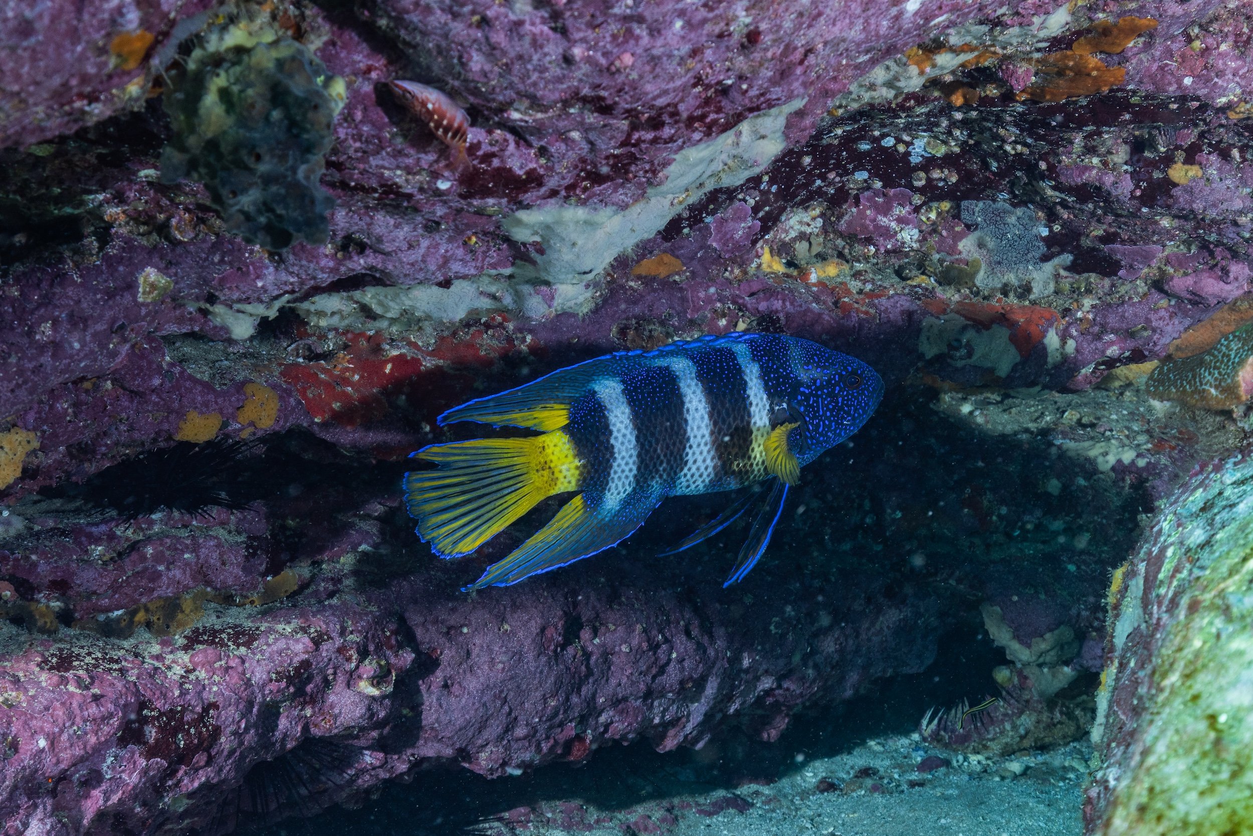 10MAY2026_JERVIS BAY_BOWEN ISLAND_HARRIET SPARK-5680.jpg