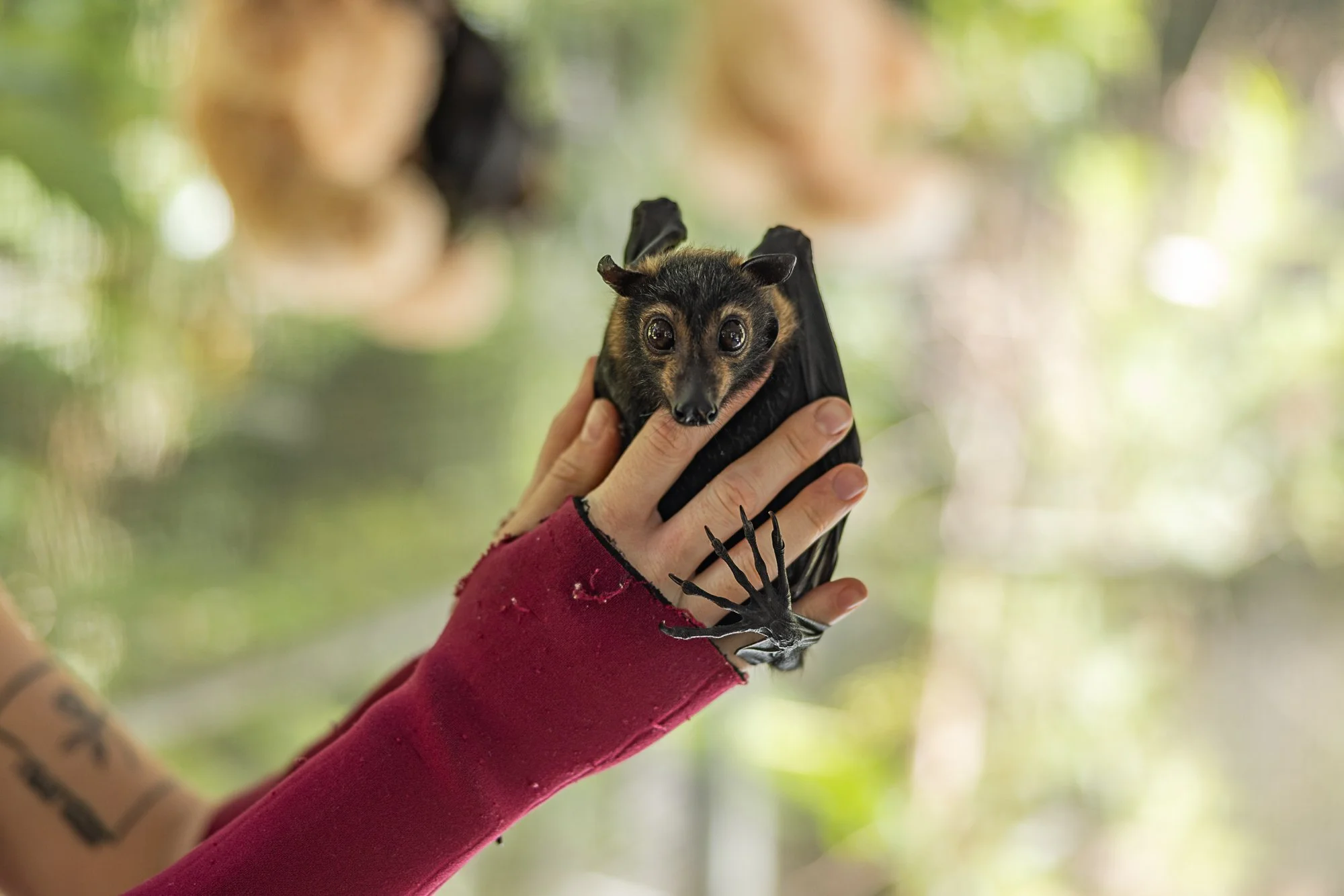 Must Credit Harriet Spark vox tolga bat hospital-15980.jpg