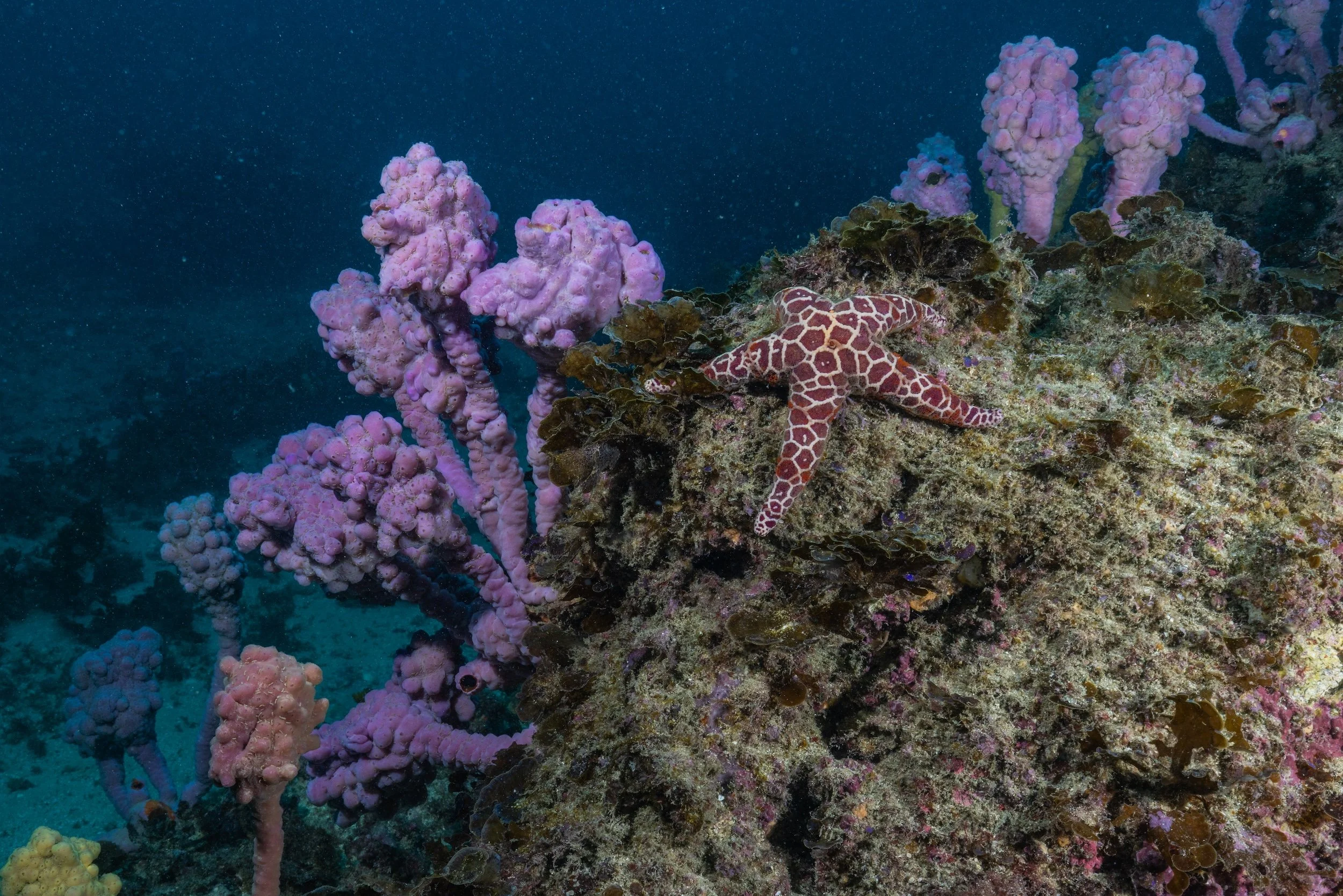 12MAY2026_JERVIS BAY_BOWENISLAND_HARRIET SPARK-6349.jpg