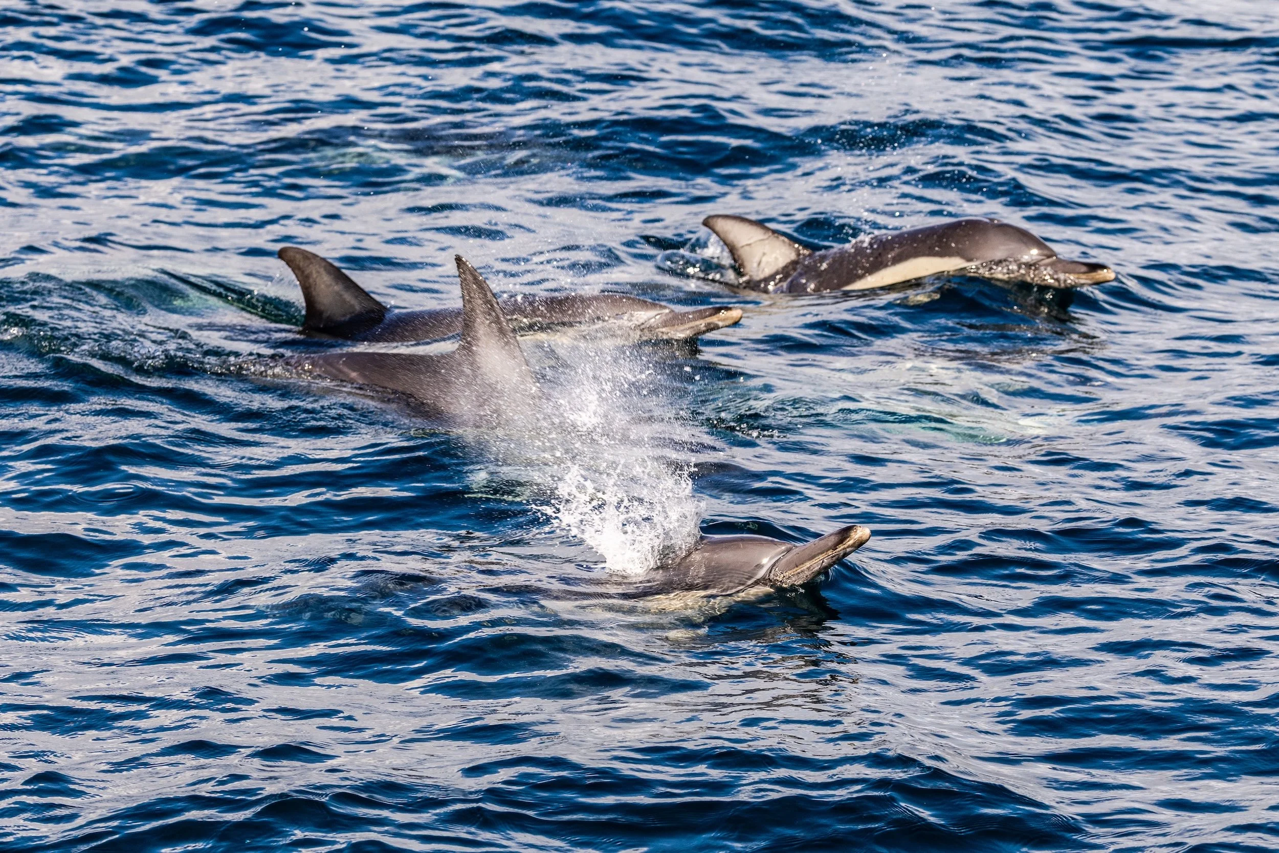 PORT STEPHENS_TOPSIDE_LOW RES_HARRIET SPARK-6747.jpg