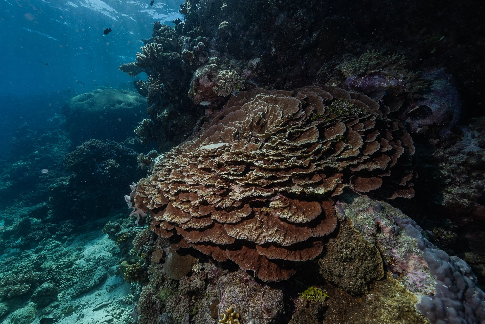 Must Credit Harriet Spark vox great barrier reef-16916.jpg