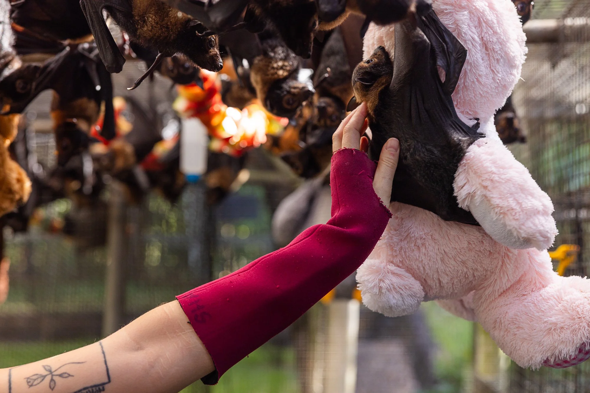 Must Credit Harriet Spark vox tolga bat hospital-16008.jpg