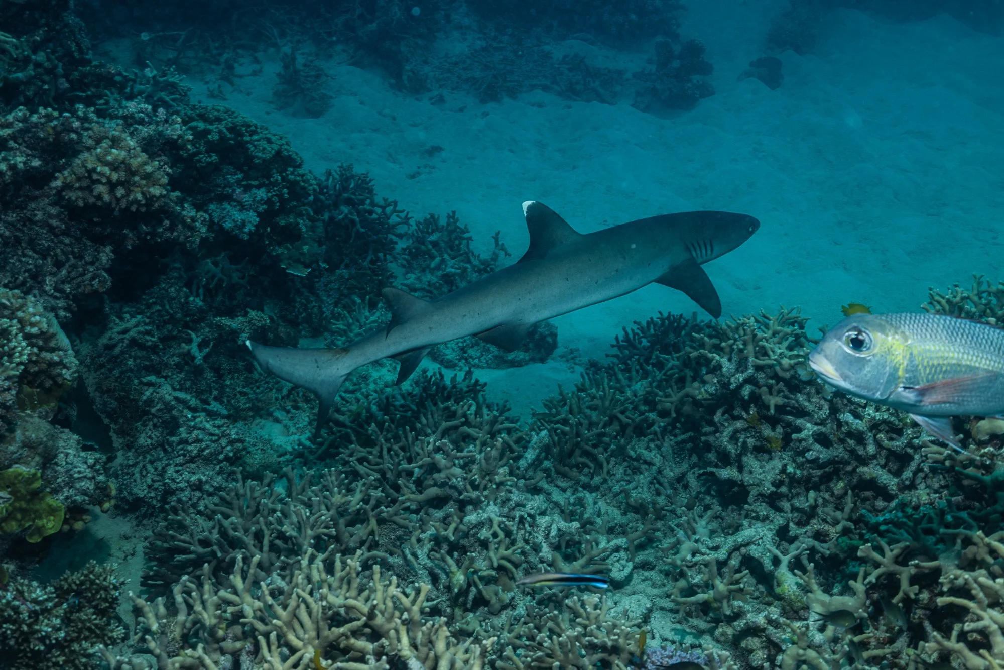 Must Credit Harriet Spark vox great barrier reef-16810.jpg