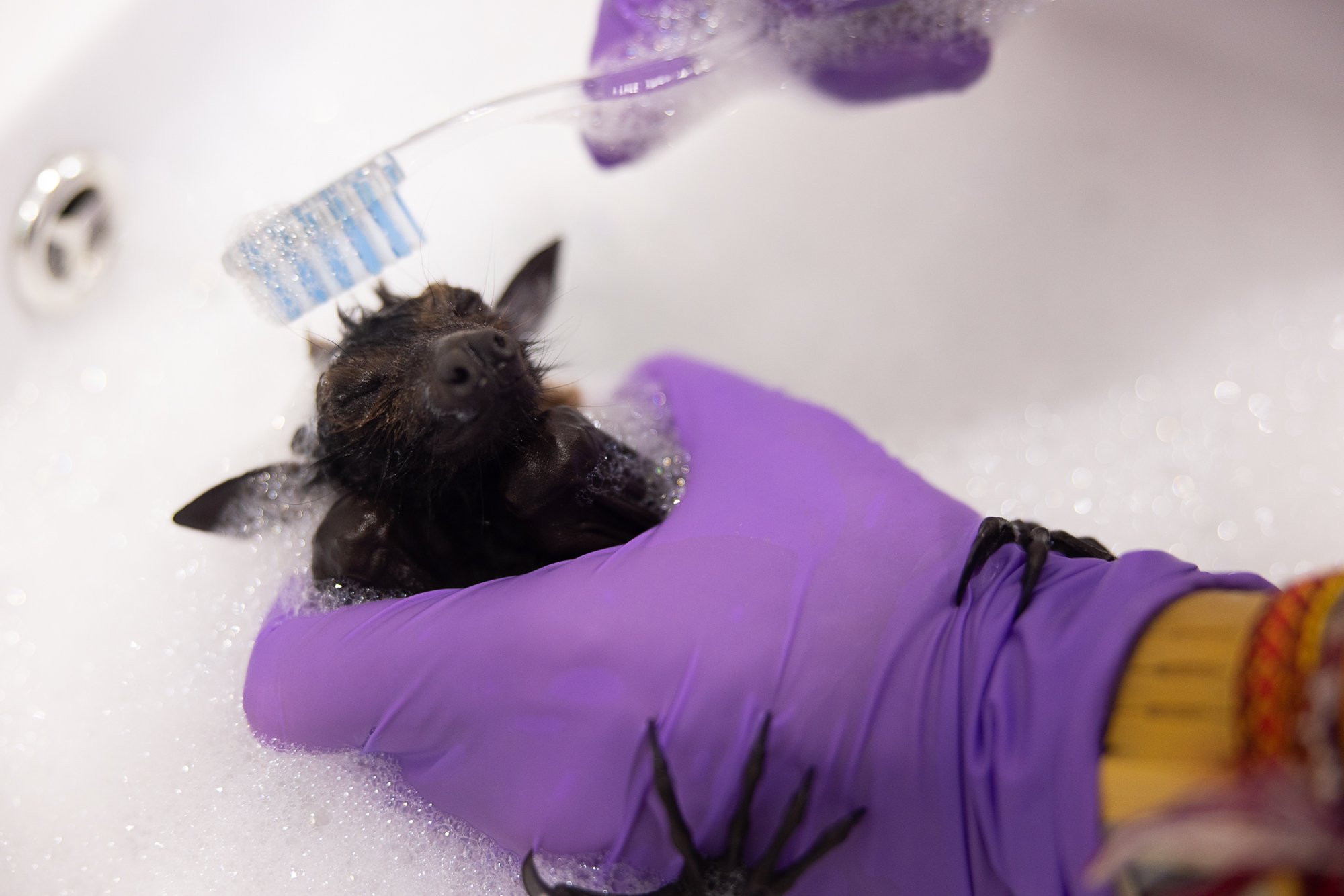 Must Credit Harriet Spark vox tolga bat hospital-16154.jpg