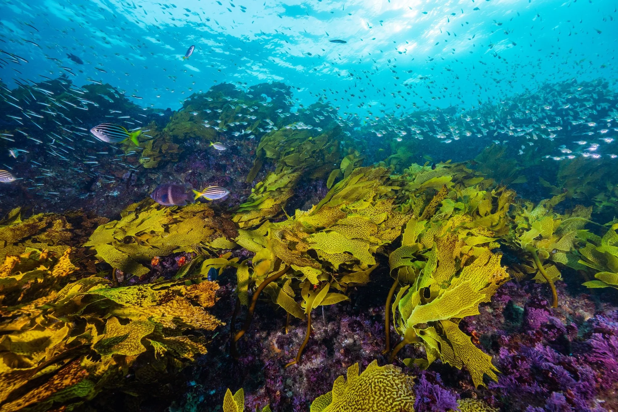 PORT STEPHENS_BROUGHTON ISLAND_LOW RES_HARRIET SPARK-6782.jpg