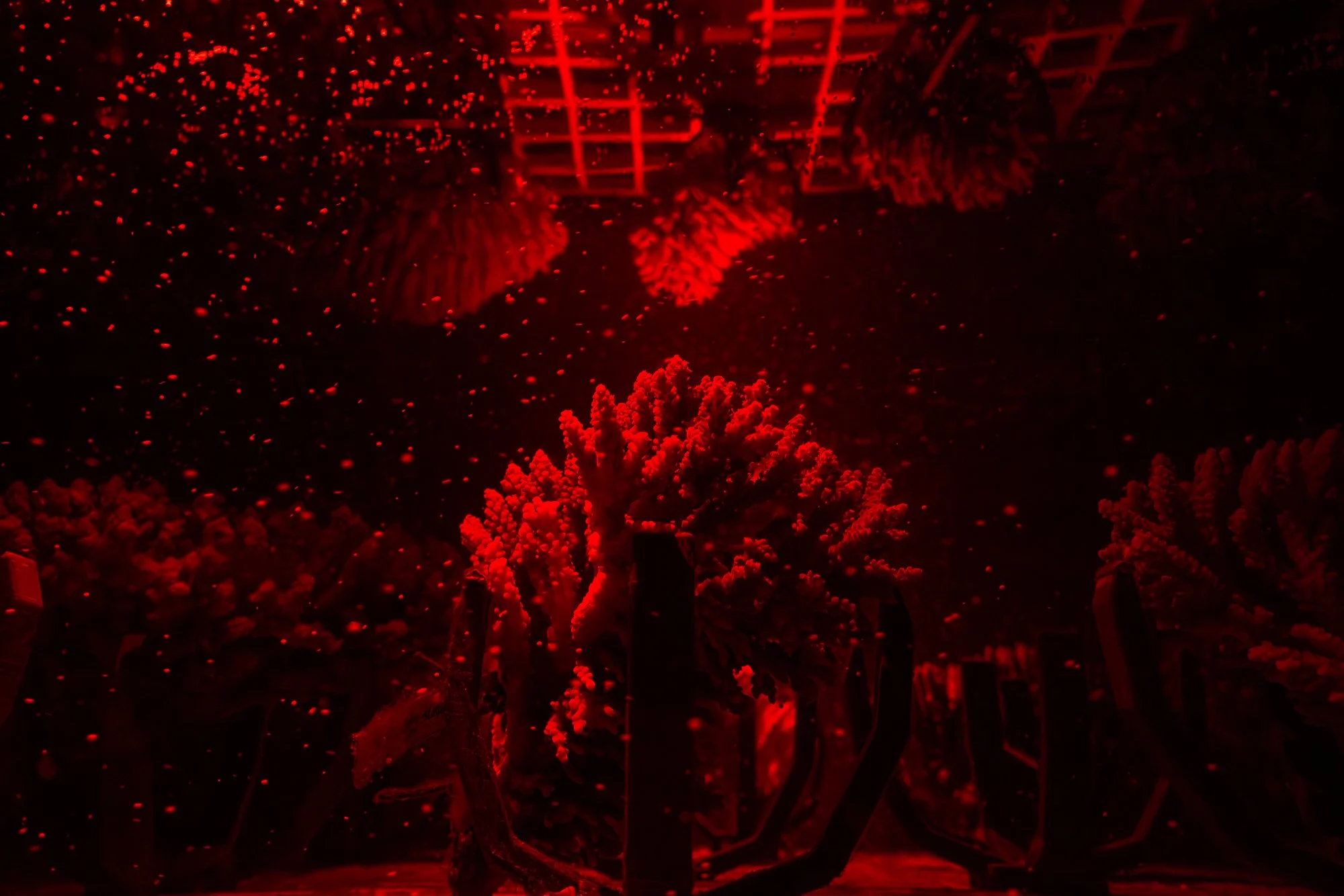 Must Credit Harriet Spark vox great barrier reef-13053.jpg