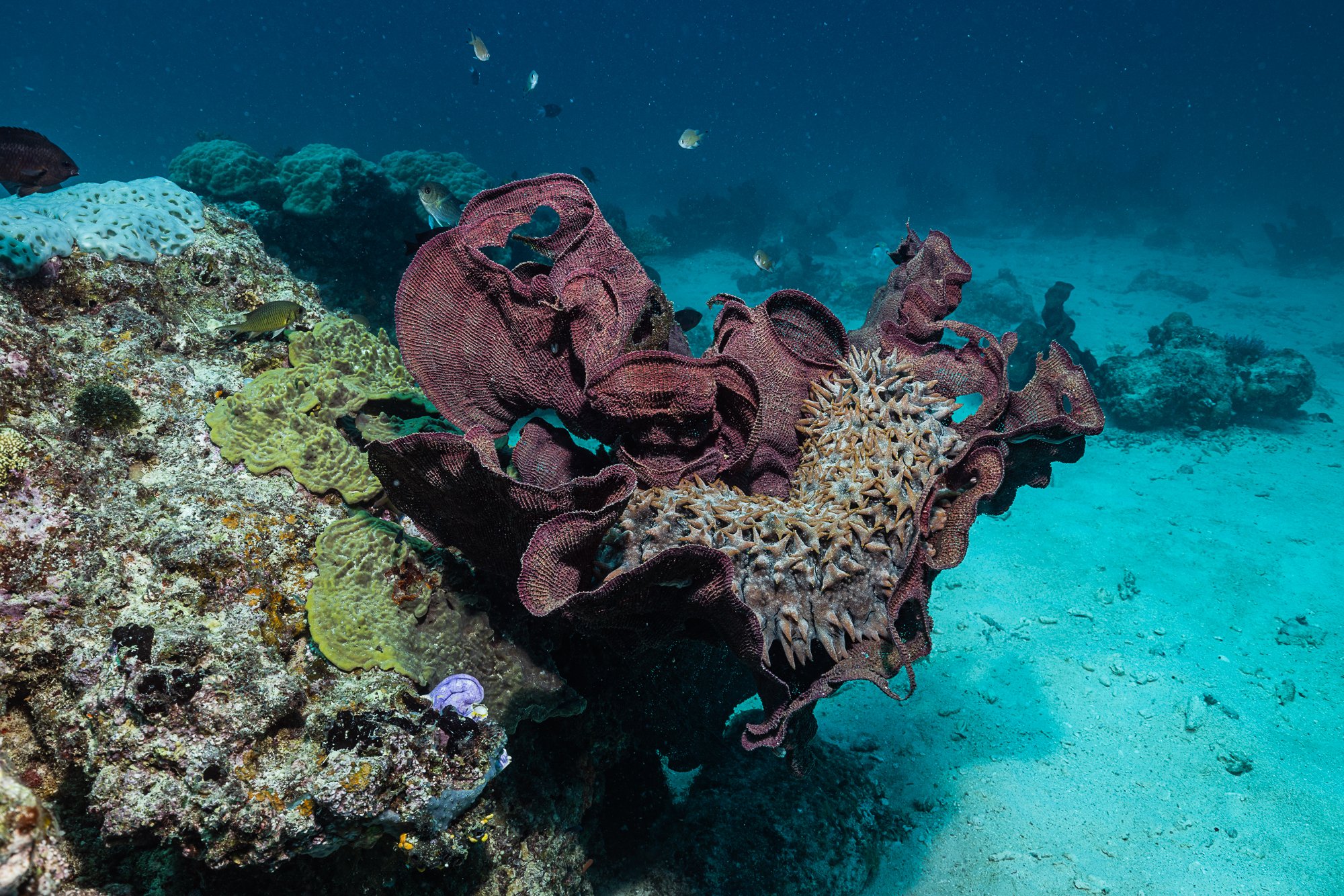 Must Credit Harriet Spark vox great barrier reef-17355.jpg