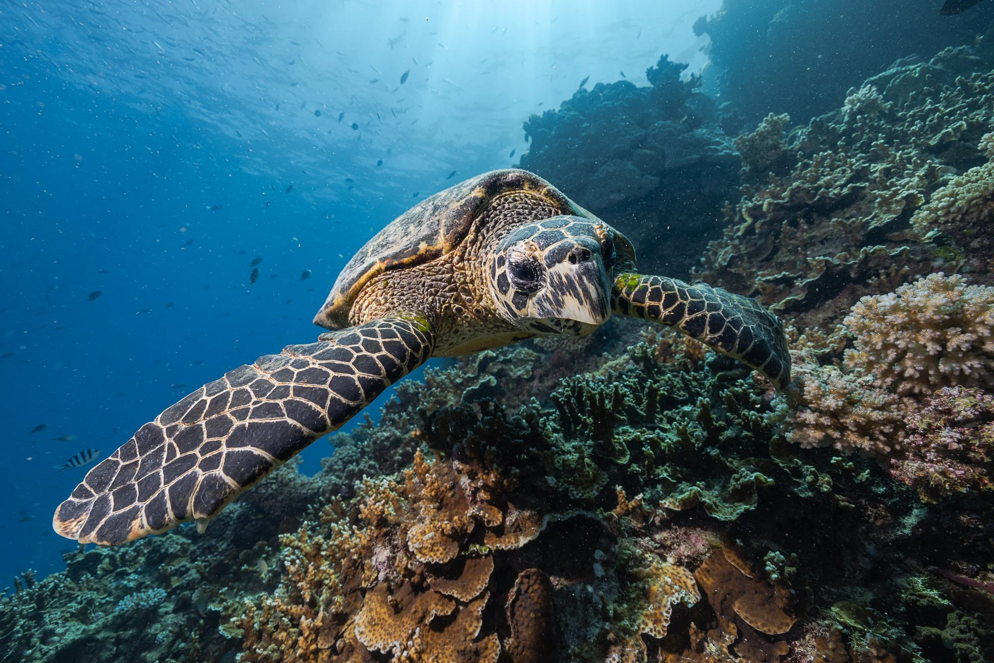 Must Credit Harriet Spark vox great barrier reef-16990.jpg