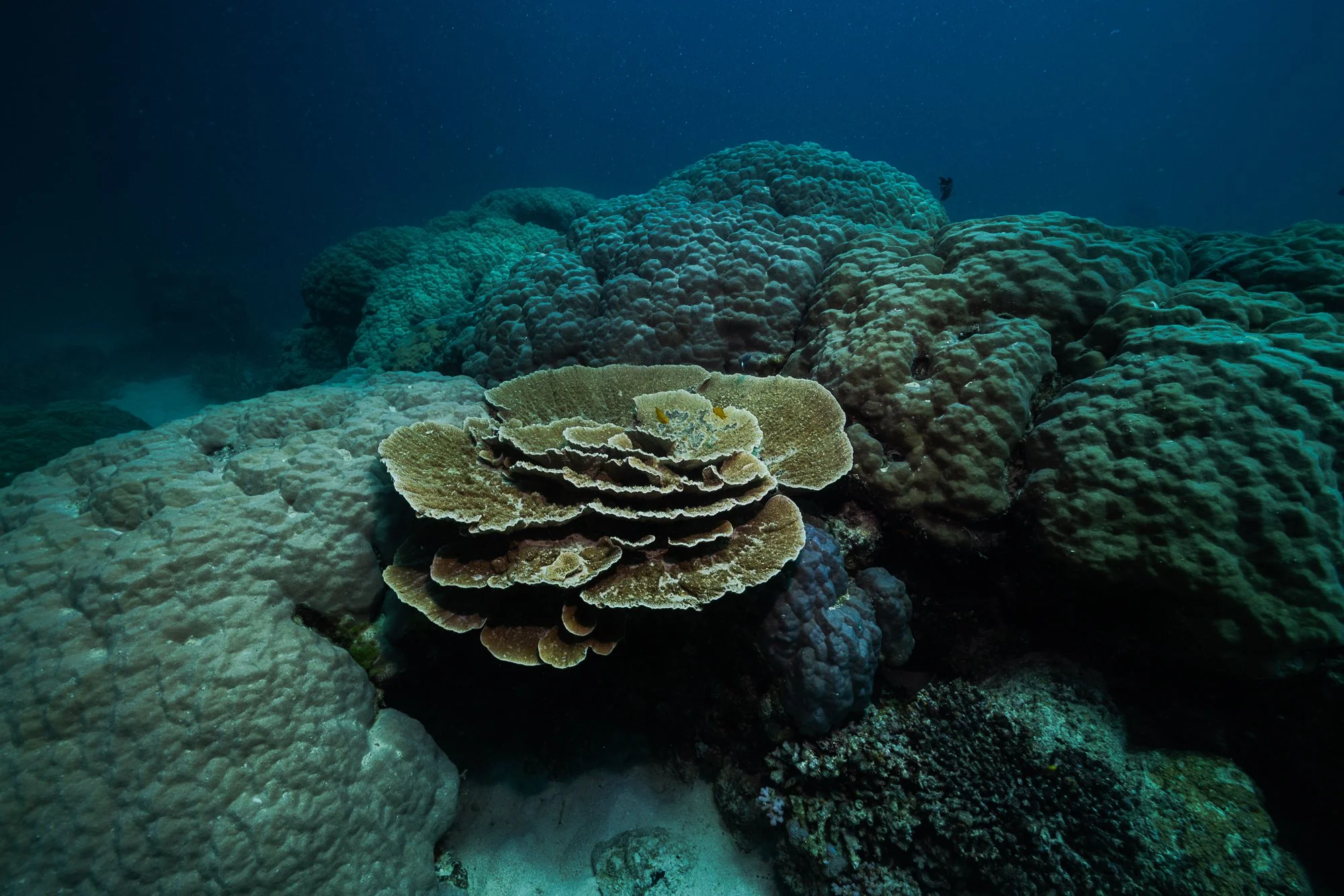 Must Credit Harriet Spark vox great barrier reef-17320.jpg