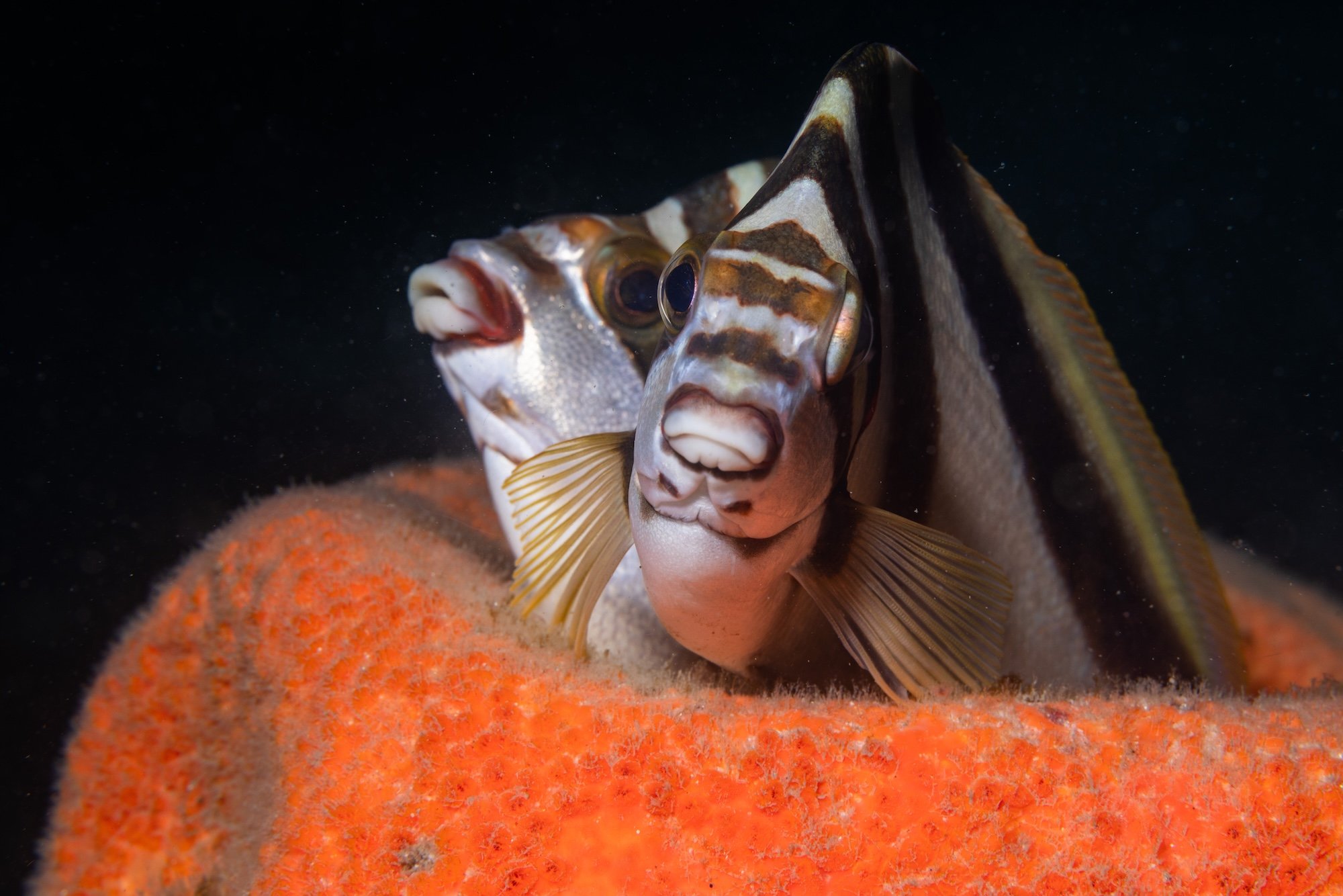 PORT STEPHENS_FLY POINT_LOW RES_HARRIET SPARK-6967.jpg