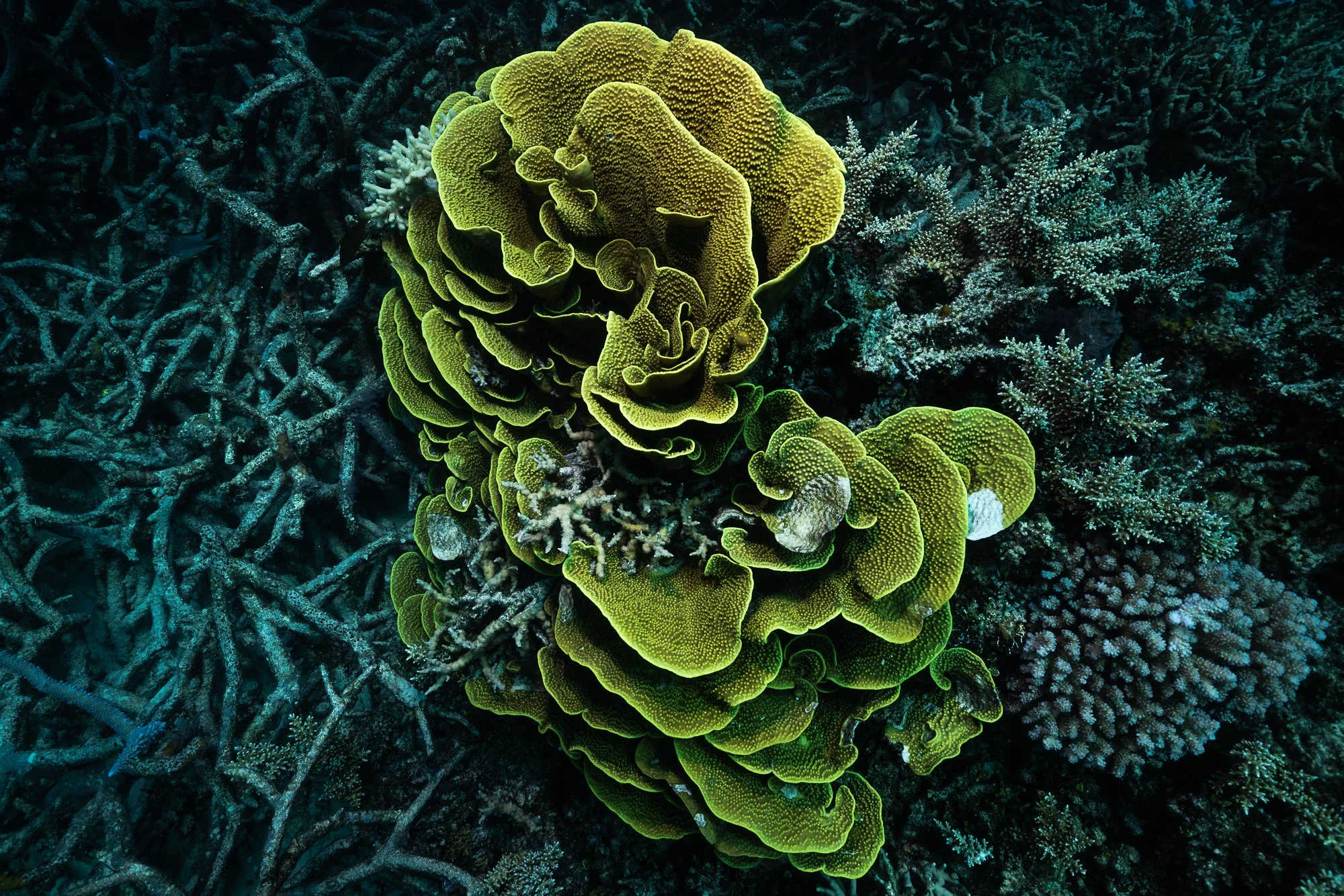 Must Credit Harriet Spark vox great barrier reef-16837.jpg