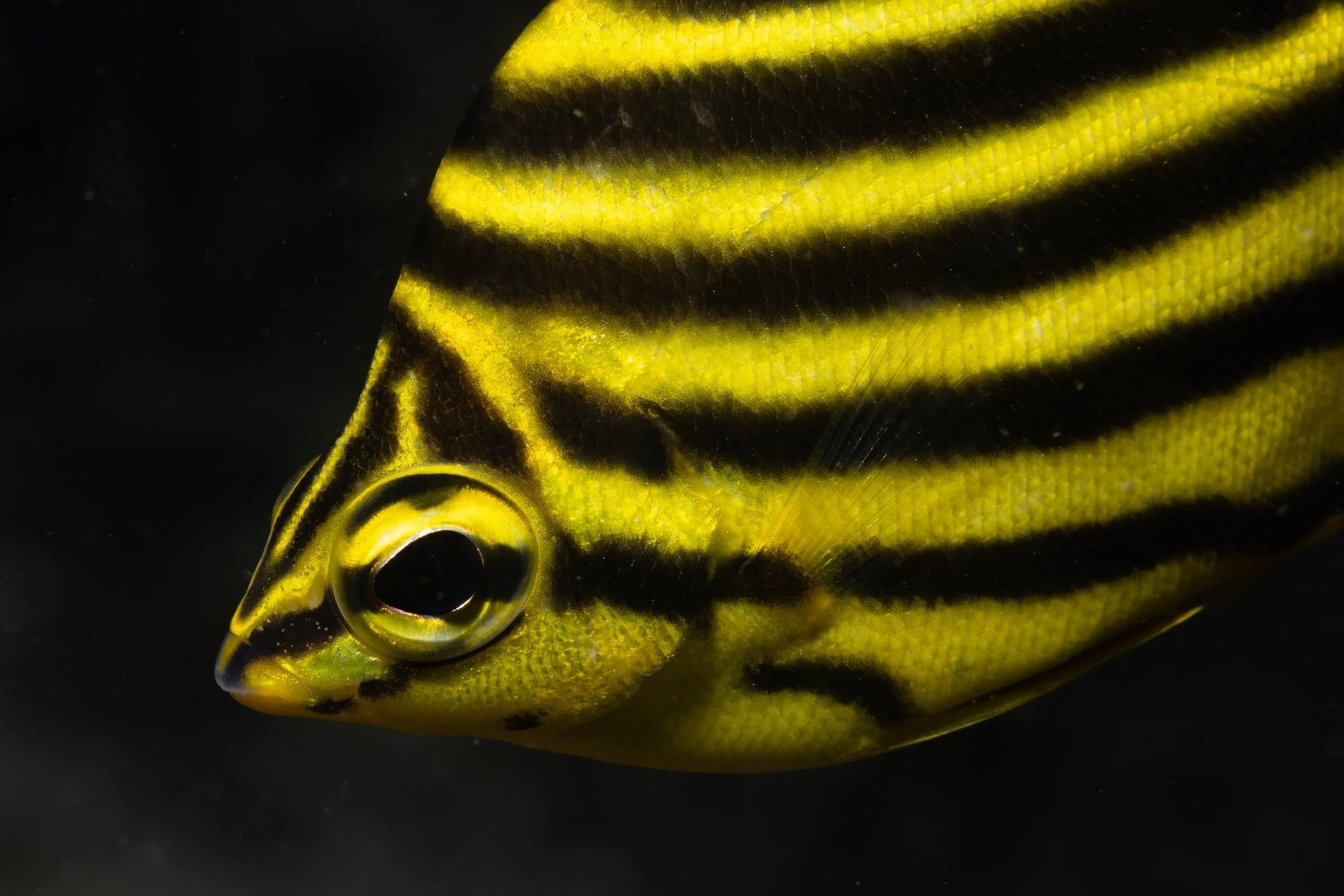 PORT STEPHENS_FLY POINT_LOW RES_HARRIET SPARK-6923.jpg